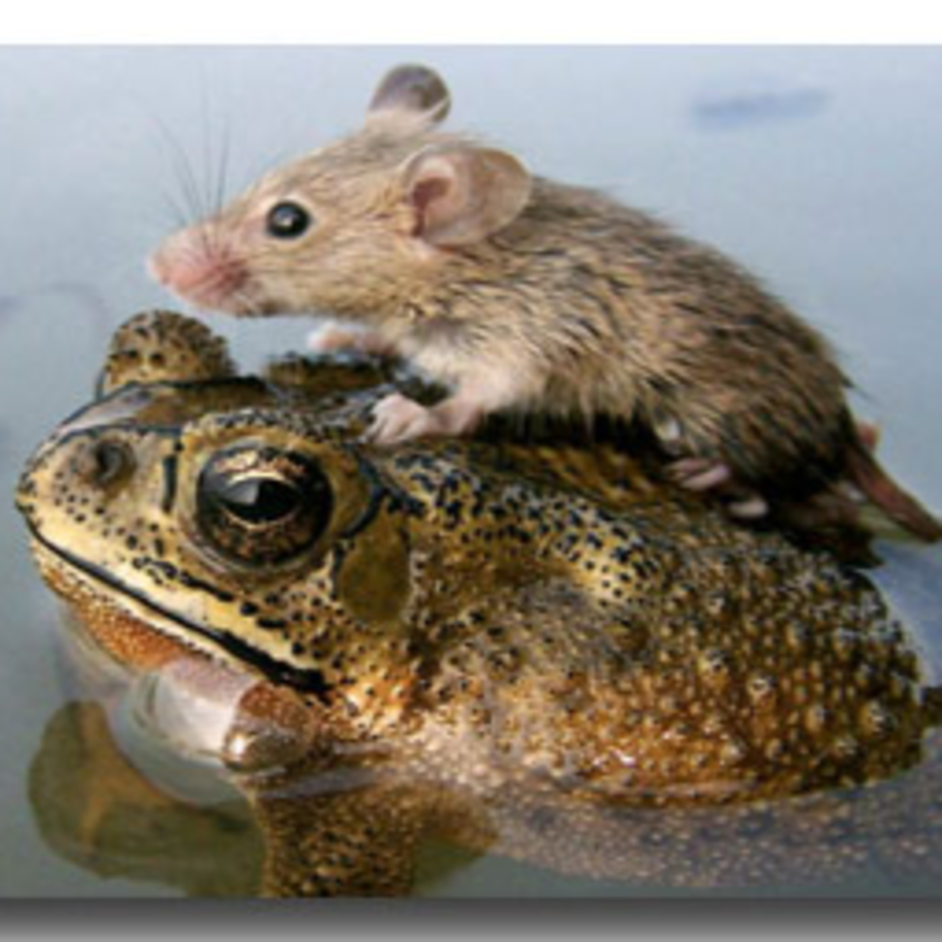 Wild Side News