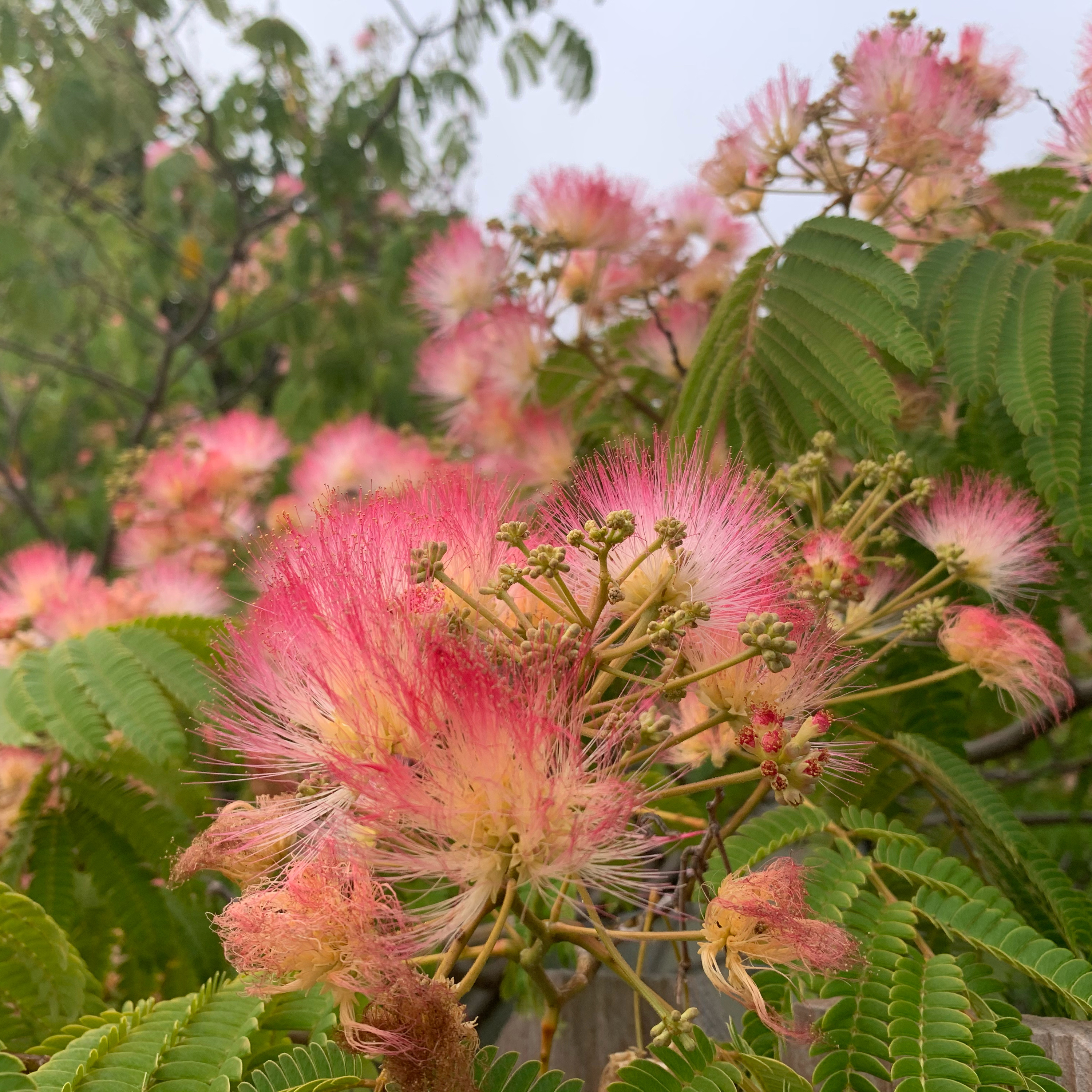 今日のかっぱ　Today’s Cappa