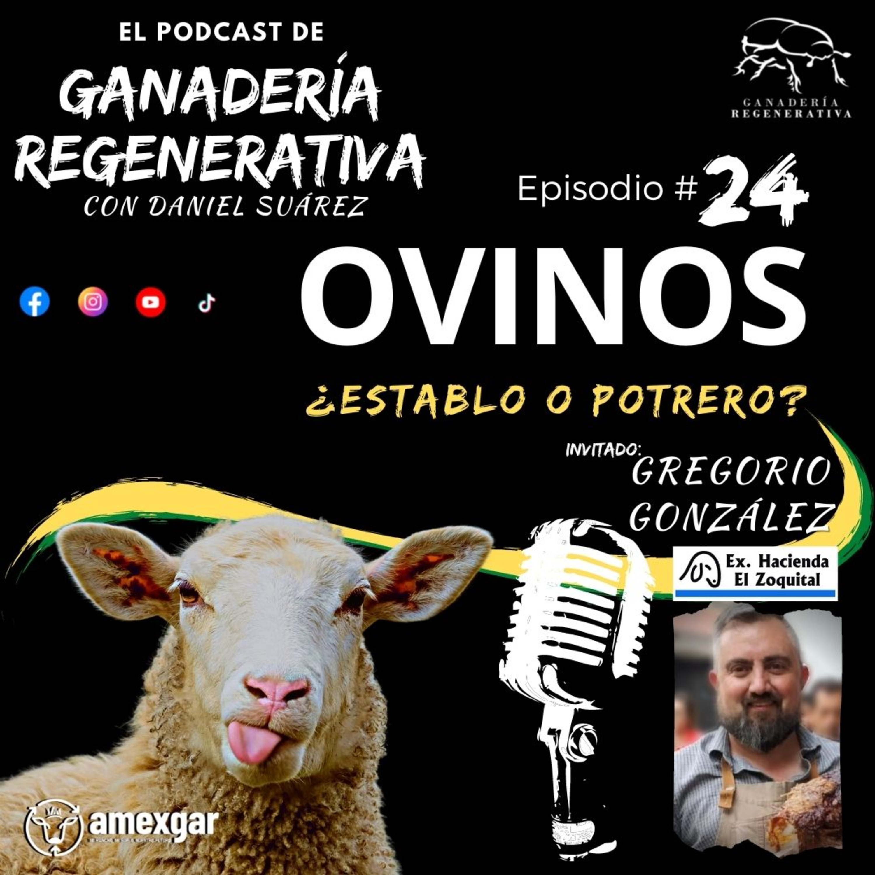 24 - Ovinos ¿establo o potrero? - Gregorio Gonzalez