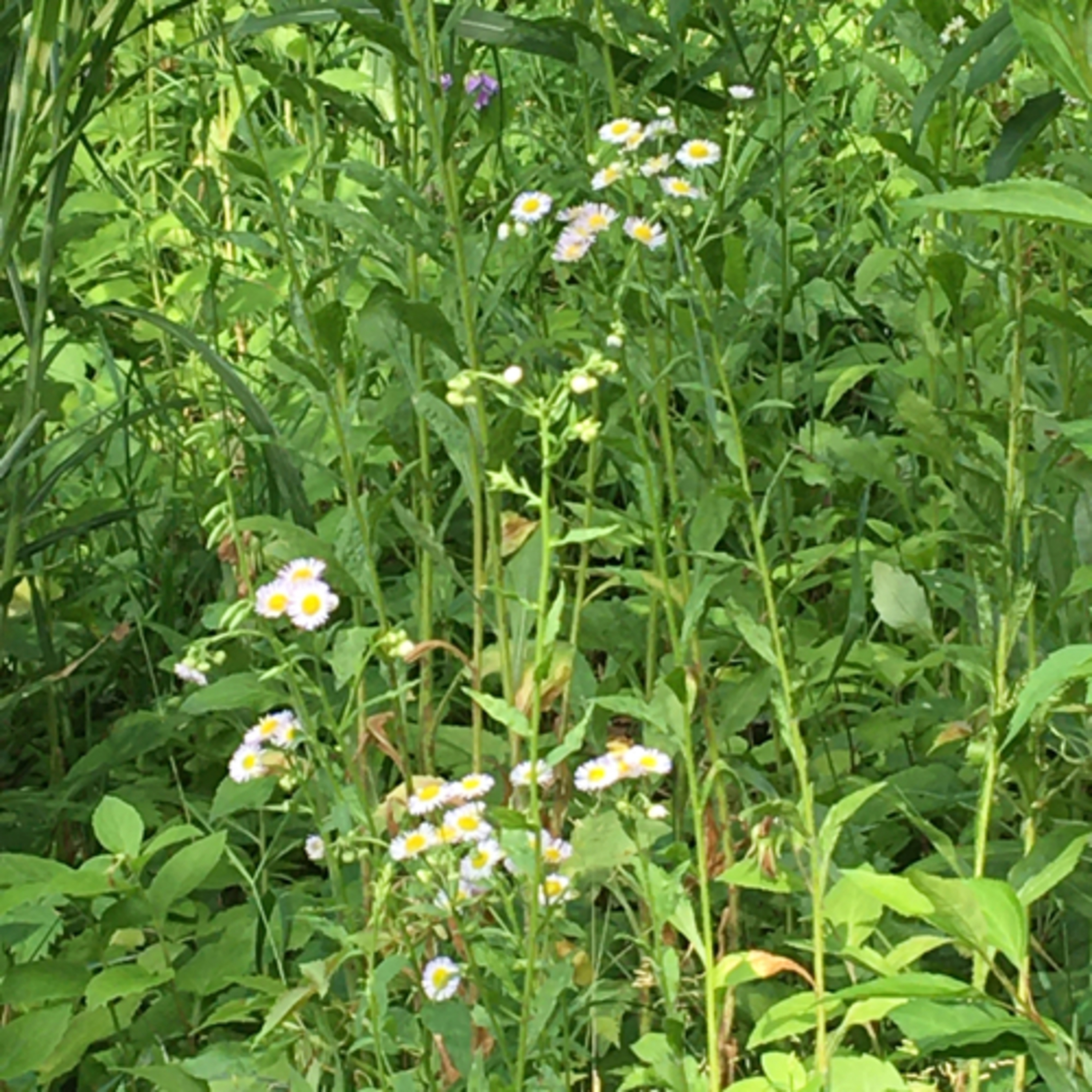 Slow Pace Wholeness