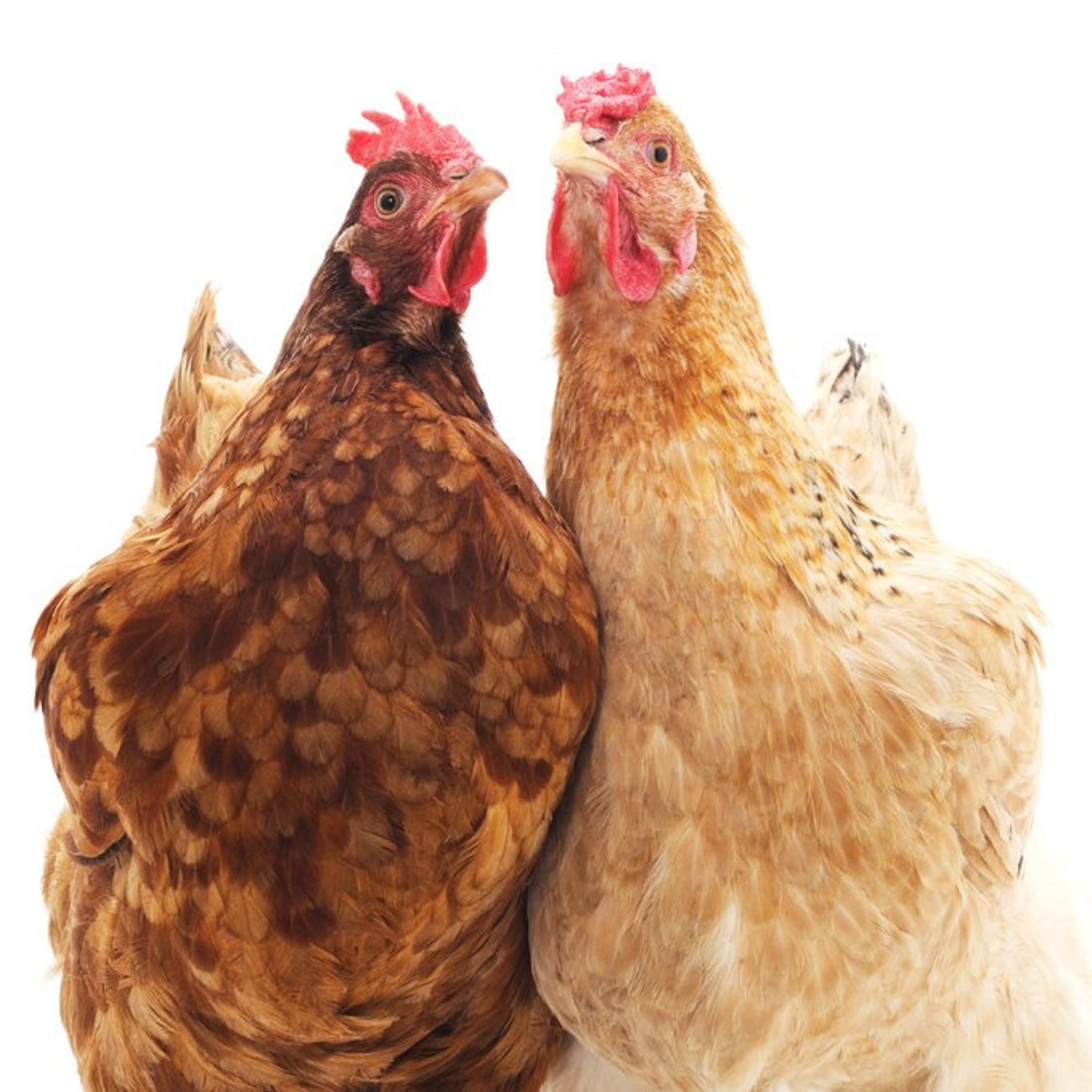 Novella 3: LE GALLINE (letta da Elena Stefanini) episode artwork