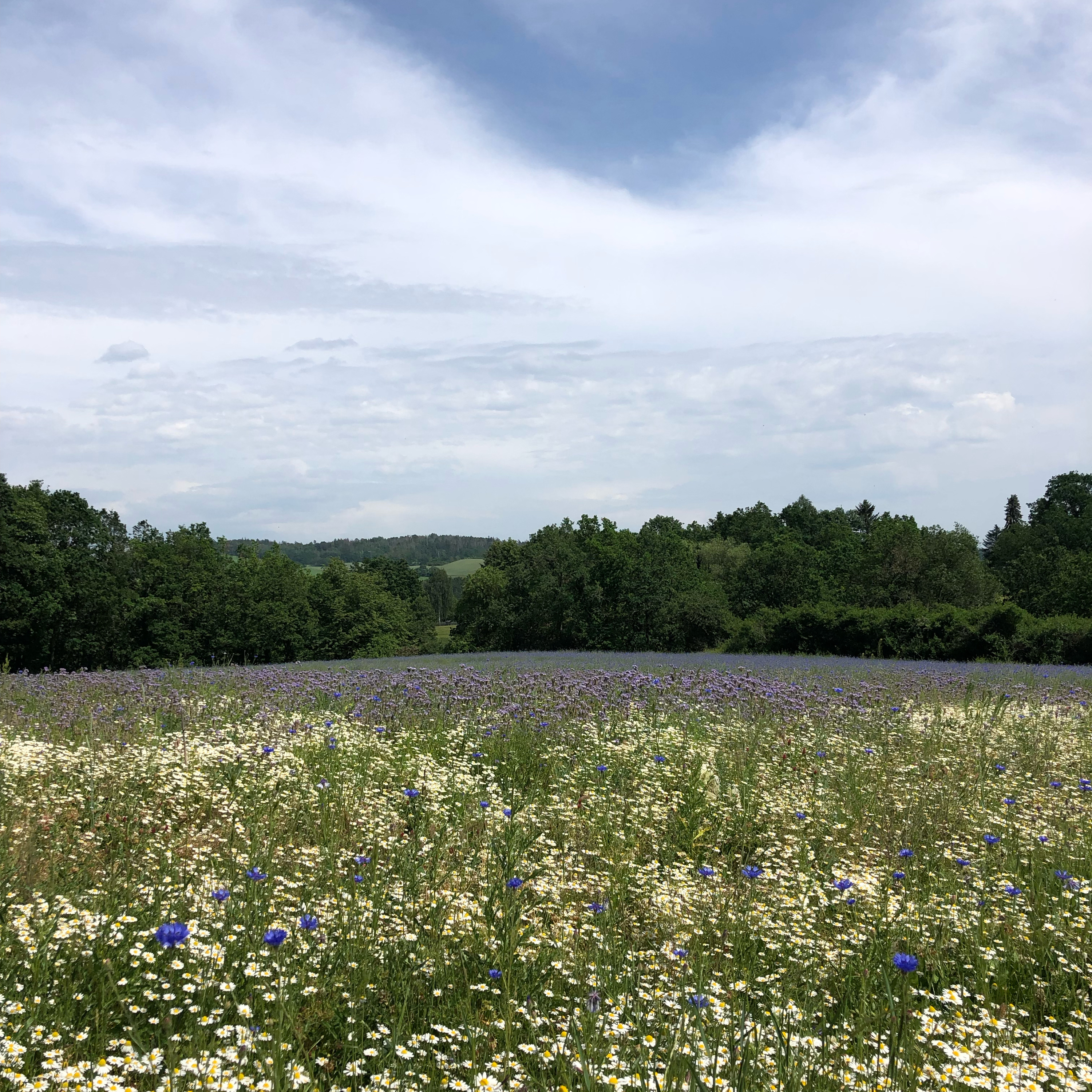 herzkoerpergeist