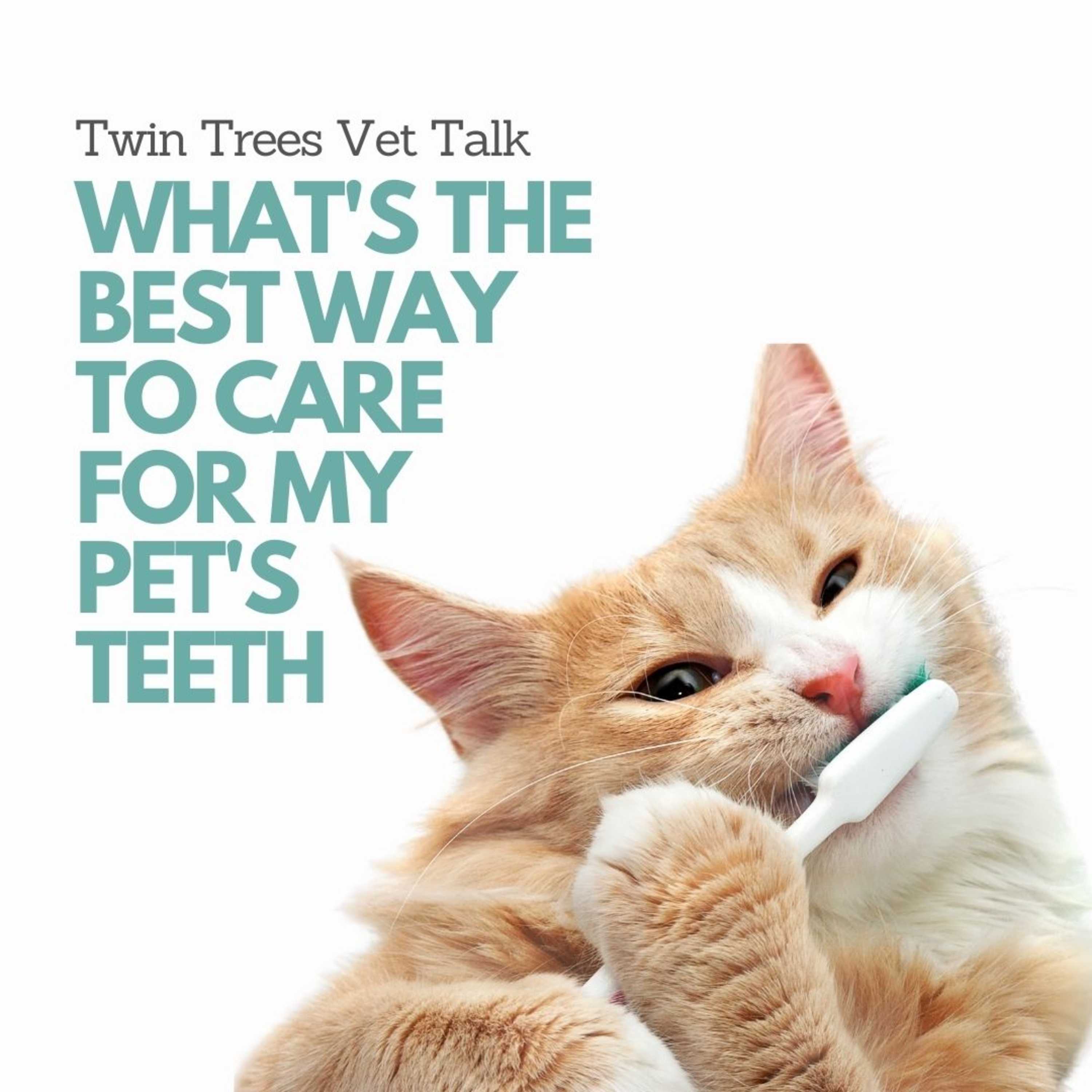 Twin Trees Vet Talk│Free Vet Advice Podcast