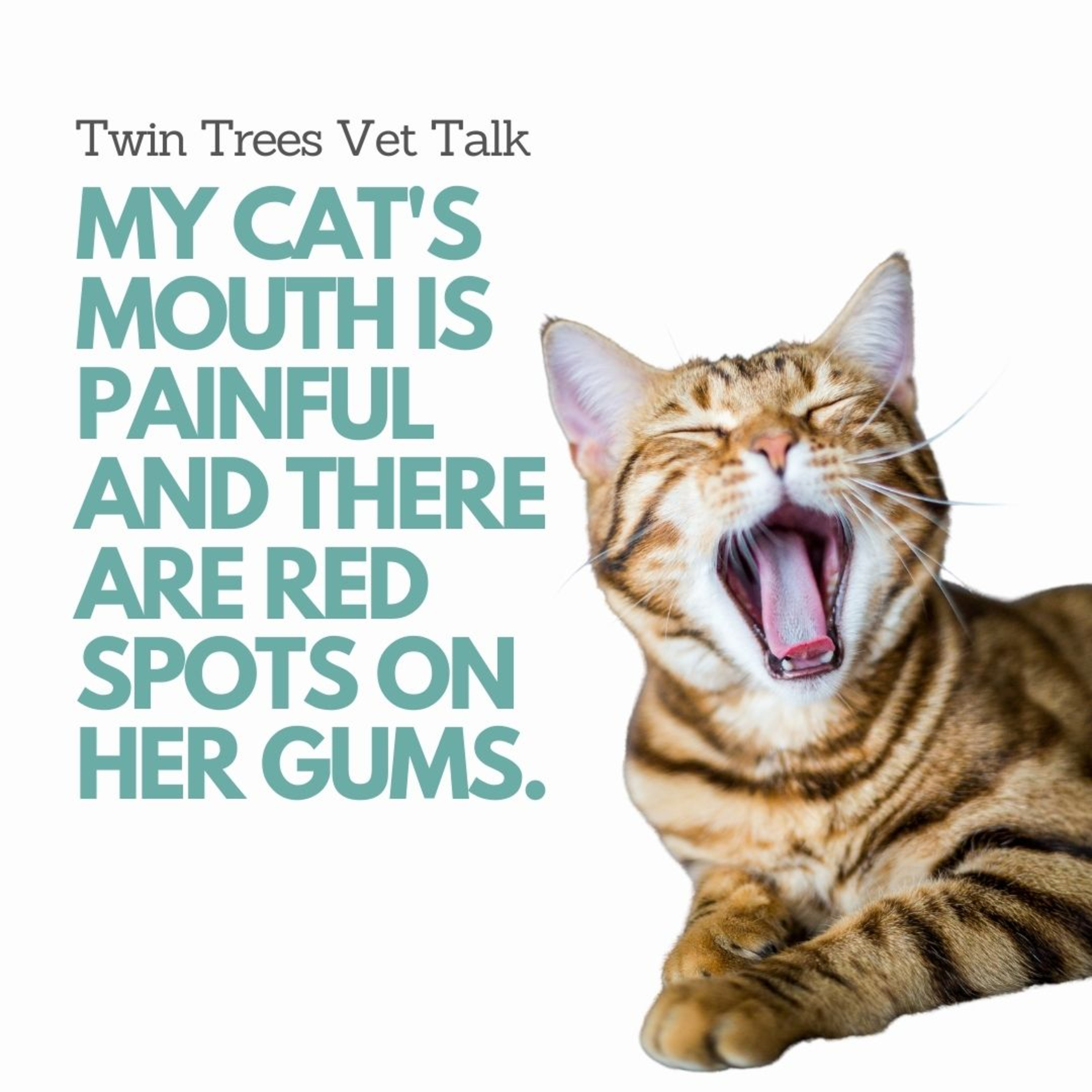 Twin Trees Vet Talk│Free Vet Advice Podcast