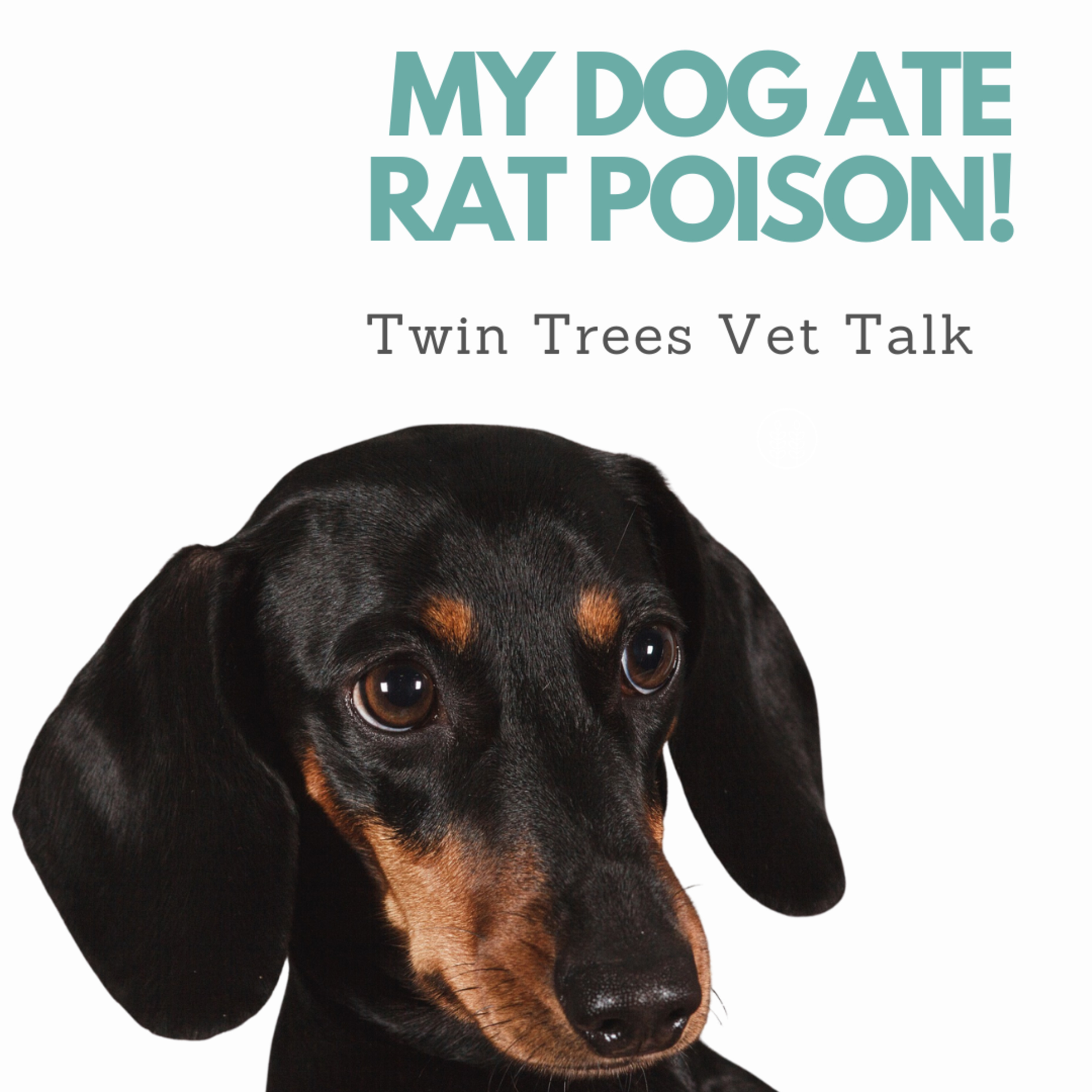 Twin Trees Vet Talk│Free Vet Advice Podcast