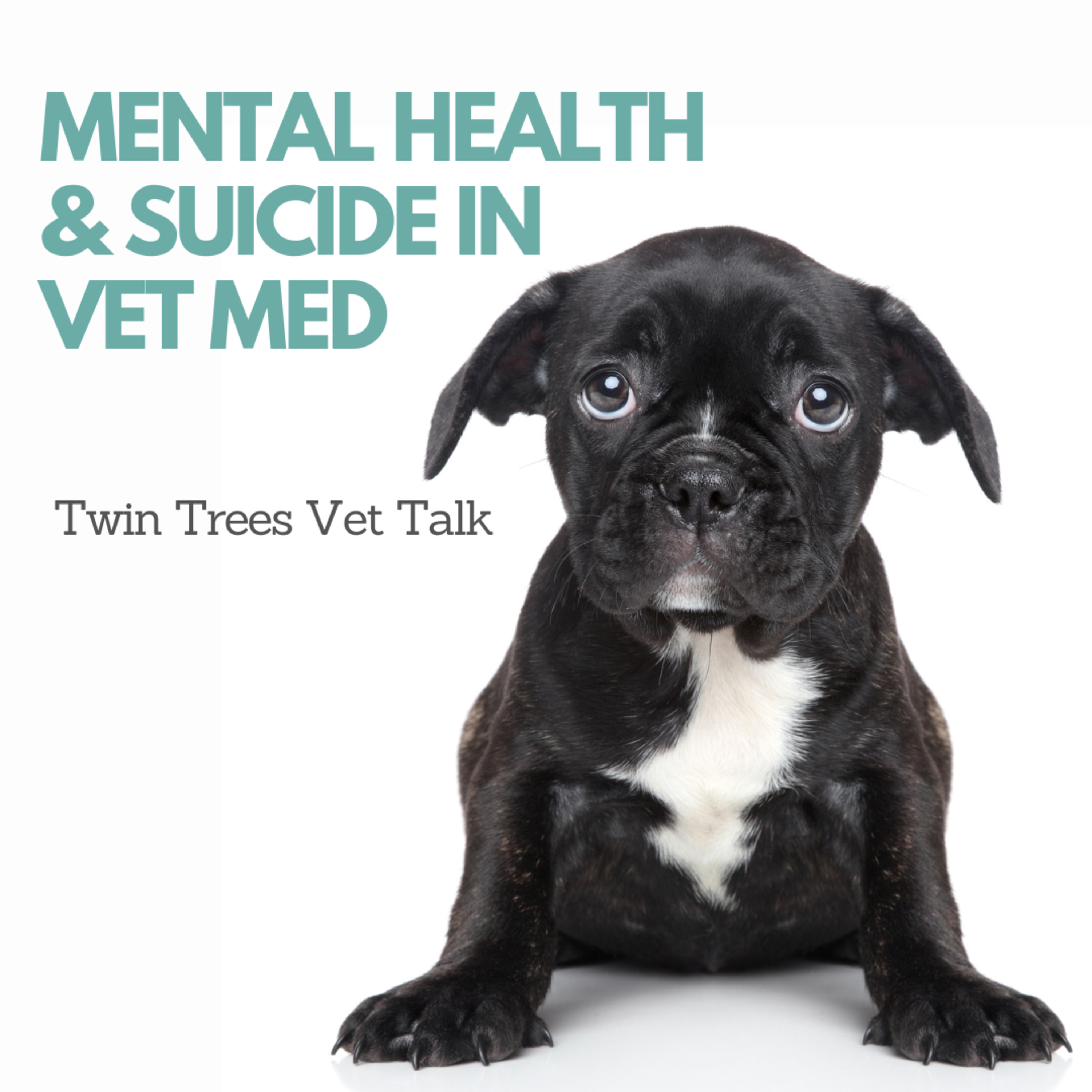 Twin Trees Vet Talk│Free Vet Advice Podcast