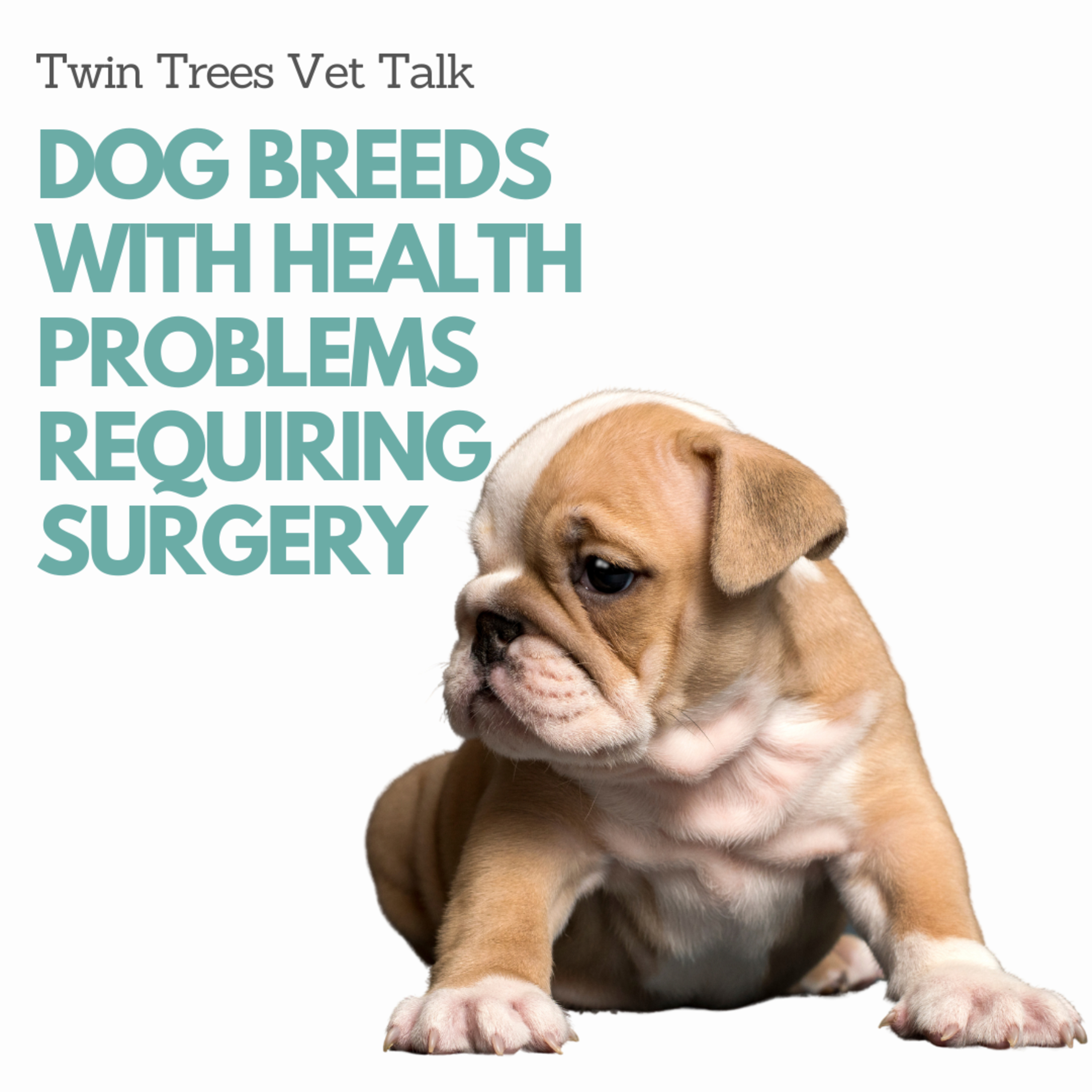 Most Common Dog Breeds With Health Problems Requiring Surgery│ Twin Trees Vet Talk