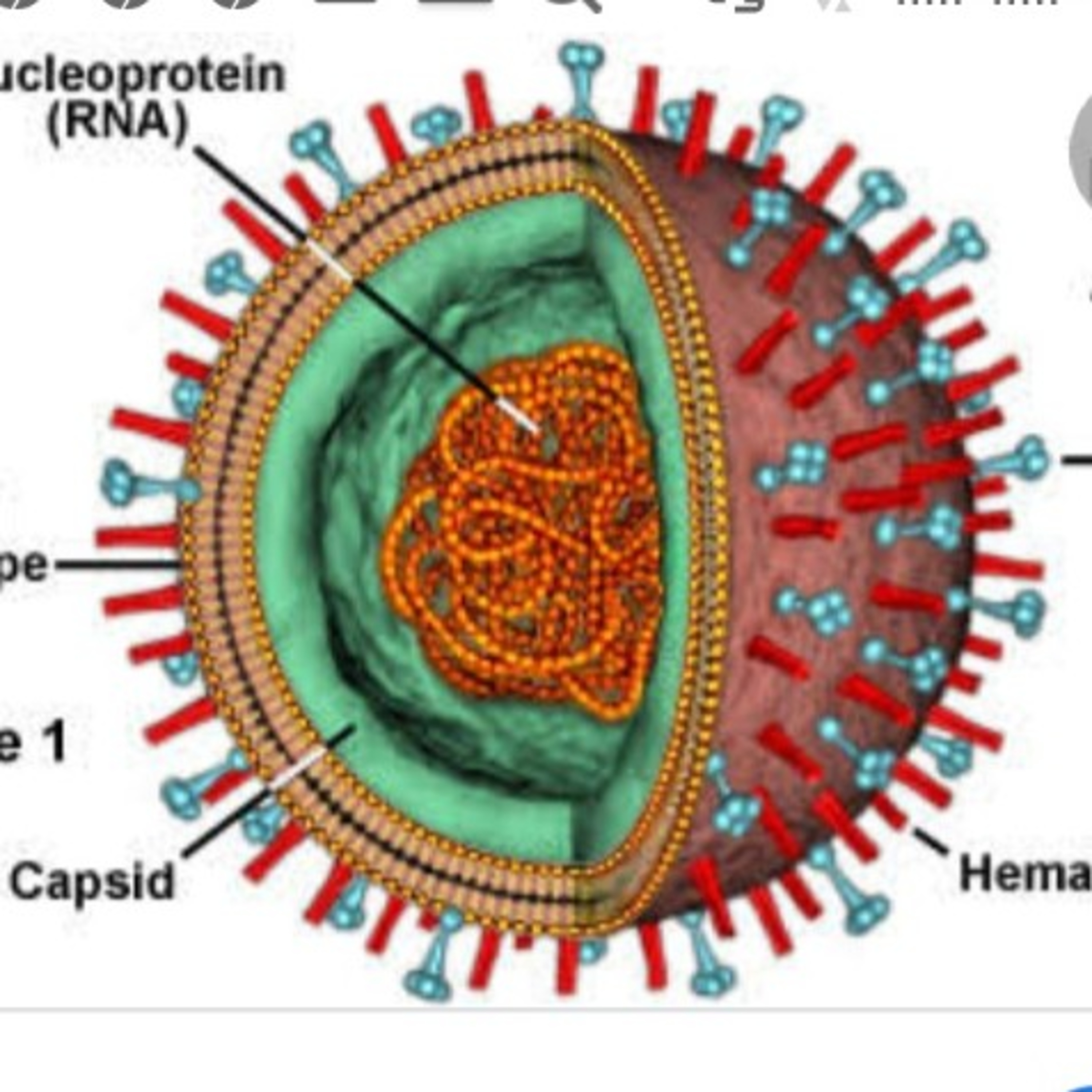 Seputar Berita wabah mematikan di Dunia