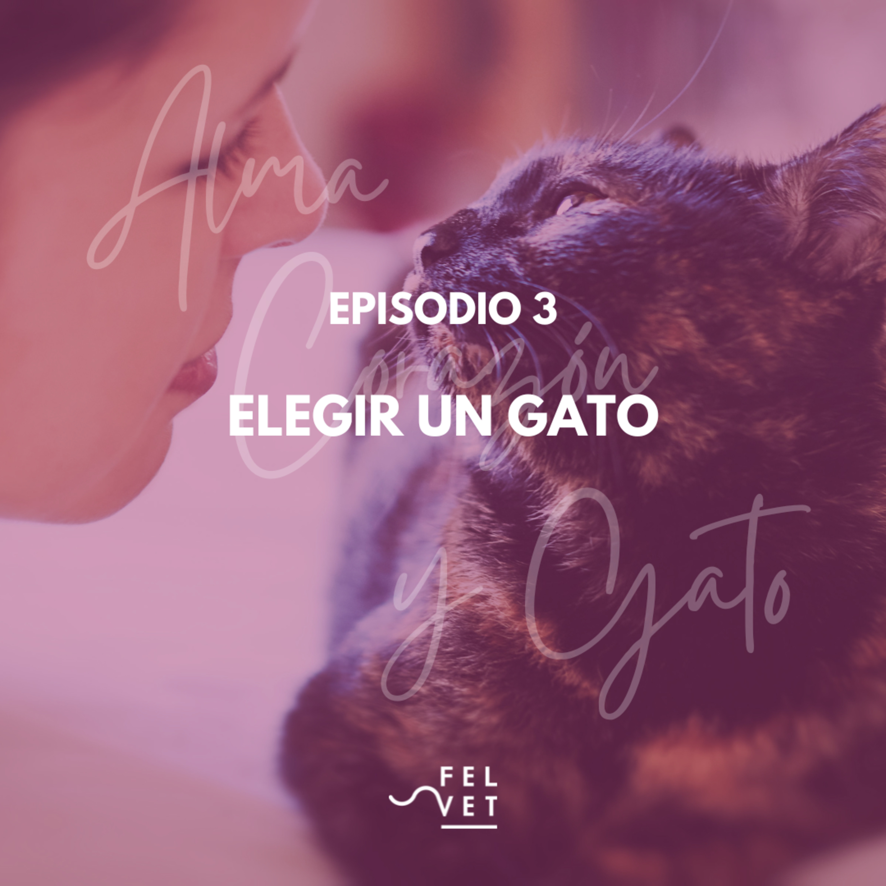 Alma Corazón y Gato - Podcast sobre gatos