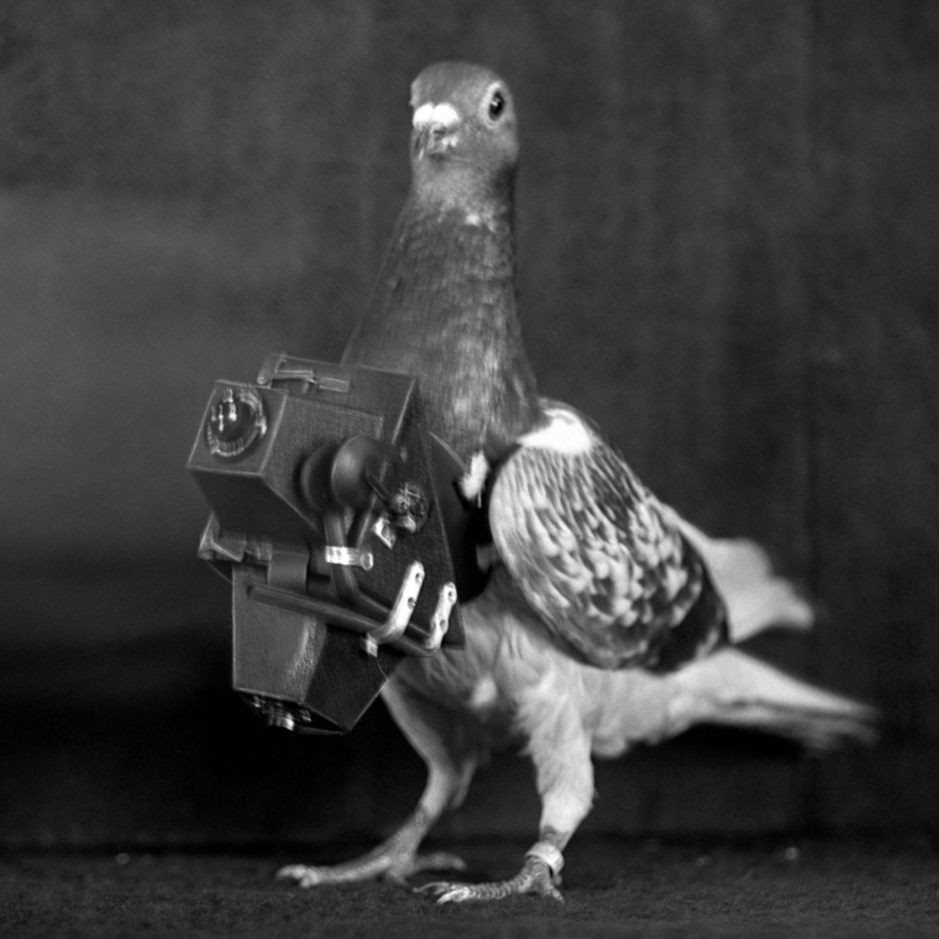 Geschiedenis van de fotografie