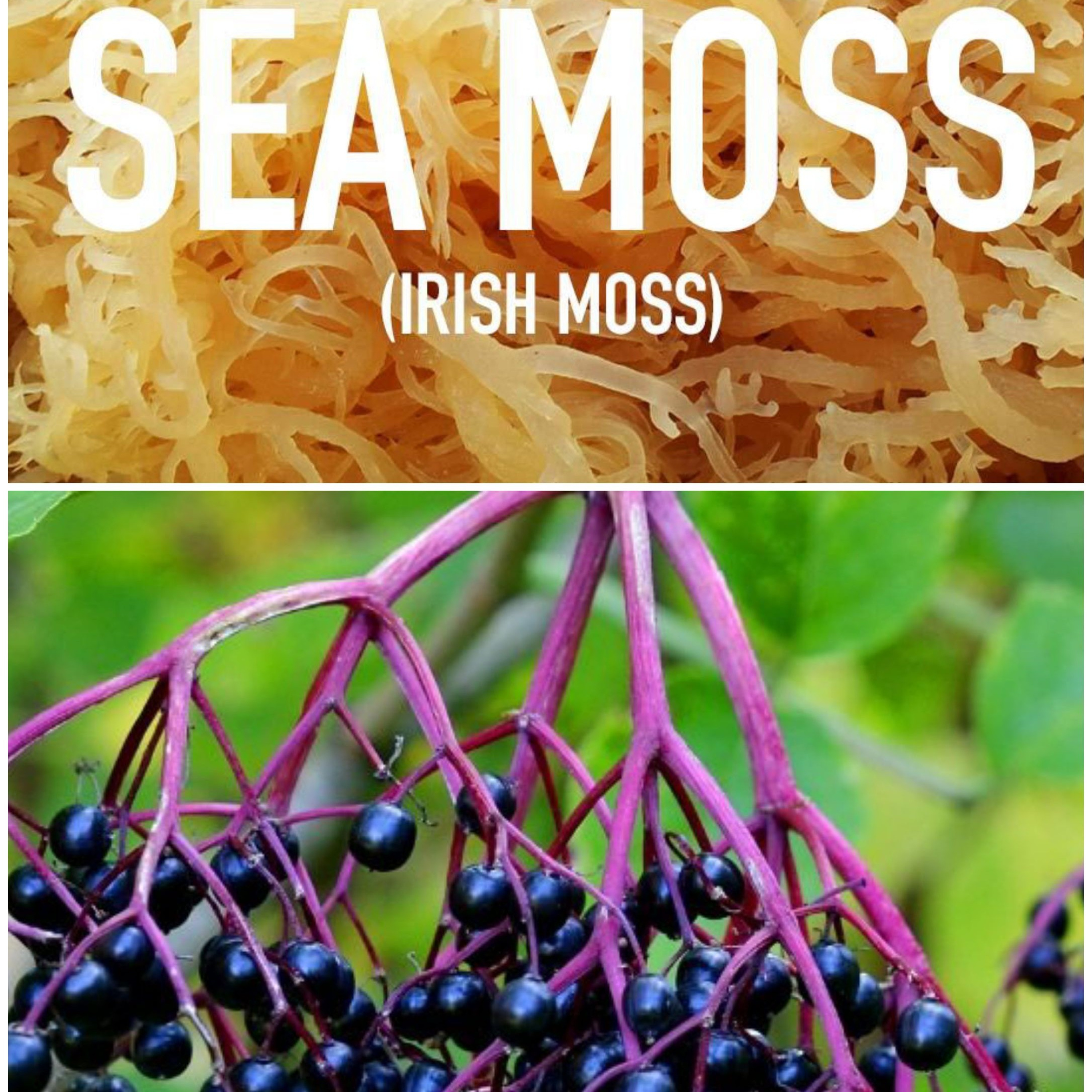 Sea Moss & Elderberry. Also Bladderwrack