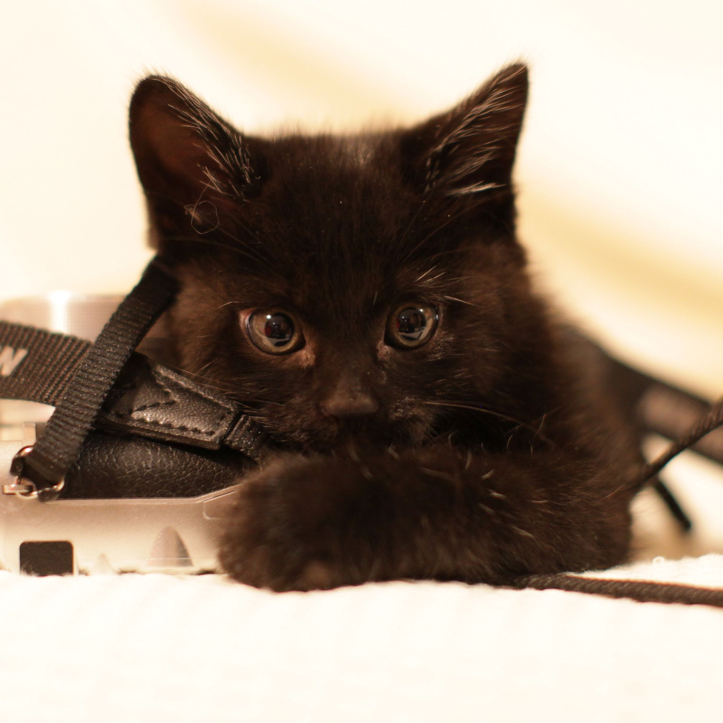 start fitness at 56 previous (Understanding Elon Musk)