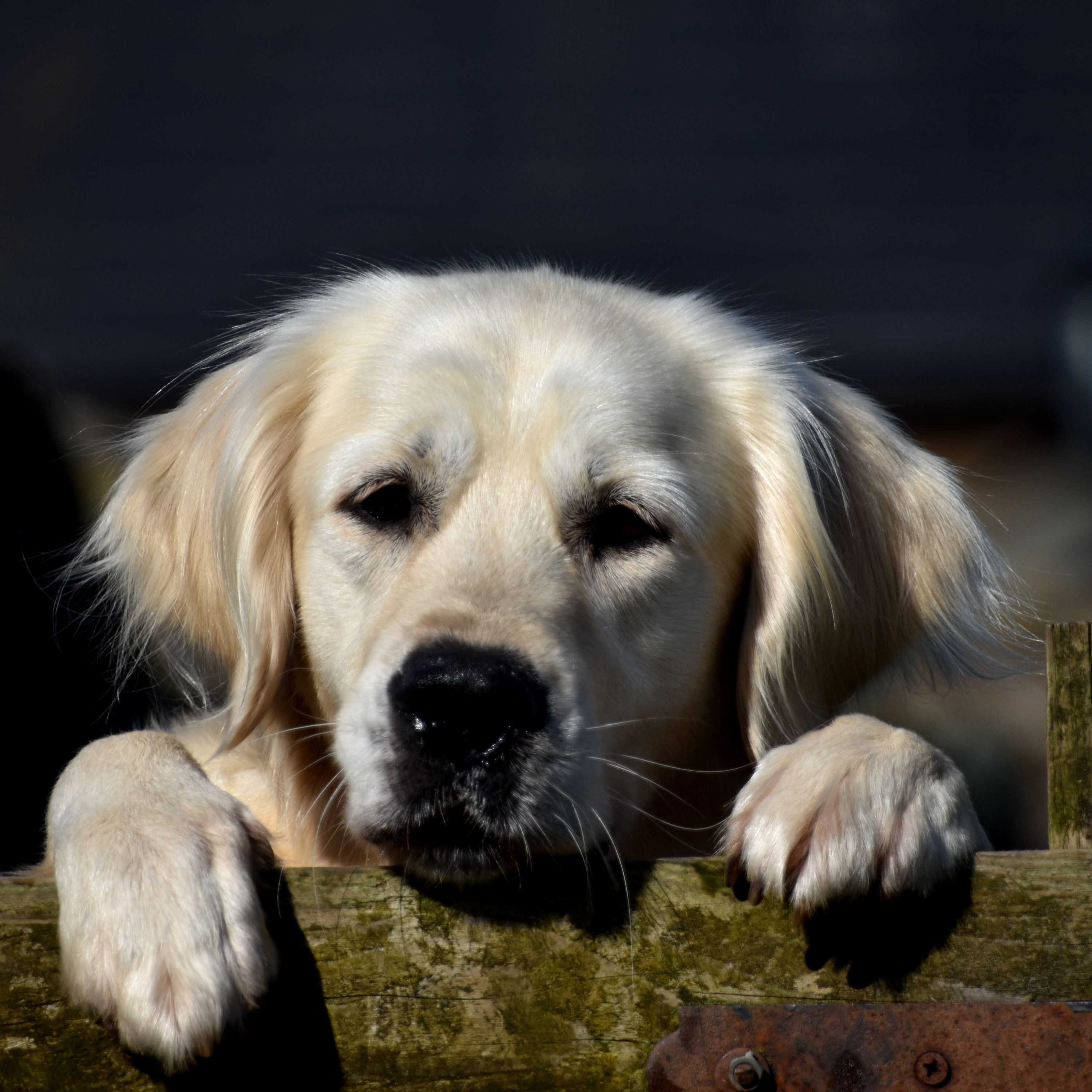 Golden Retrievers E.4