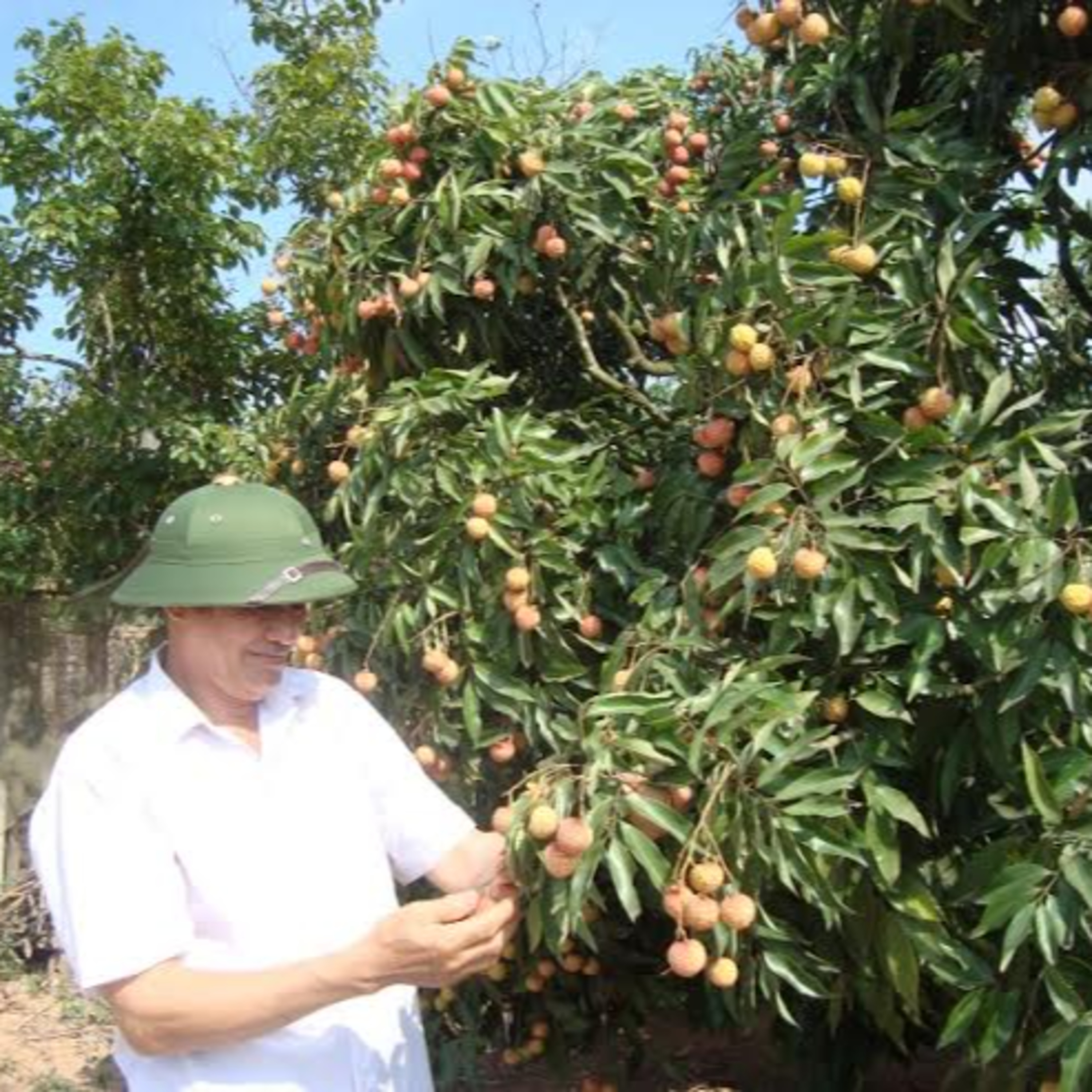 Vải thiều Lục Ngạn: Sản phẩm nông nghiệp tiêu biểu