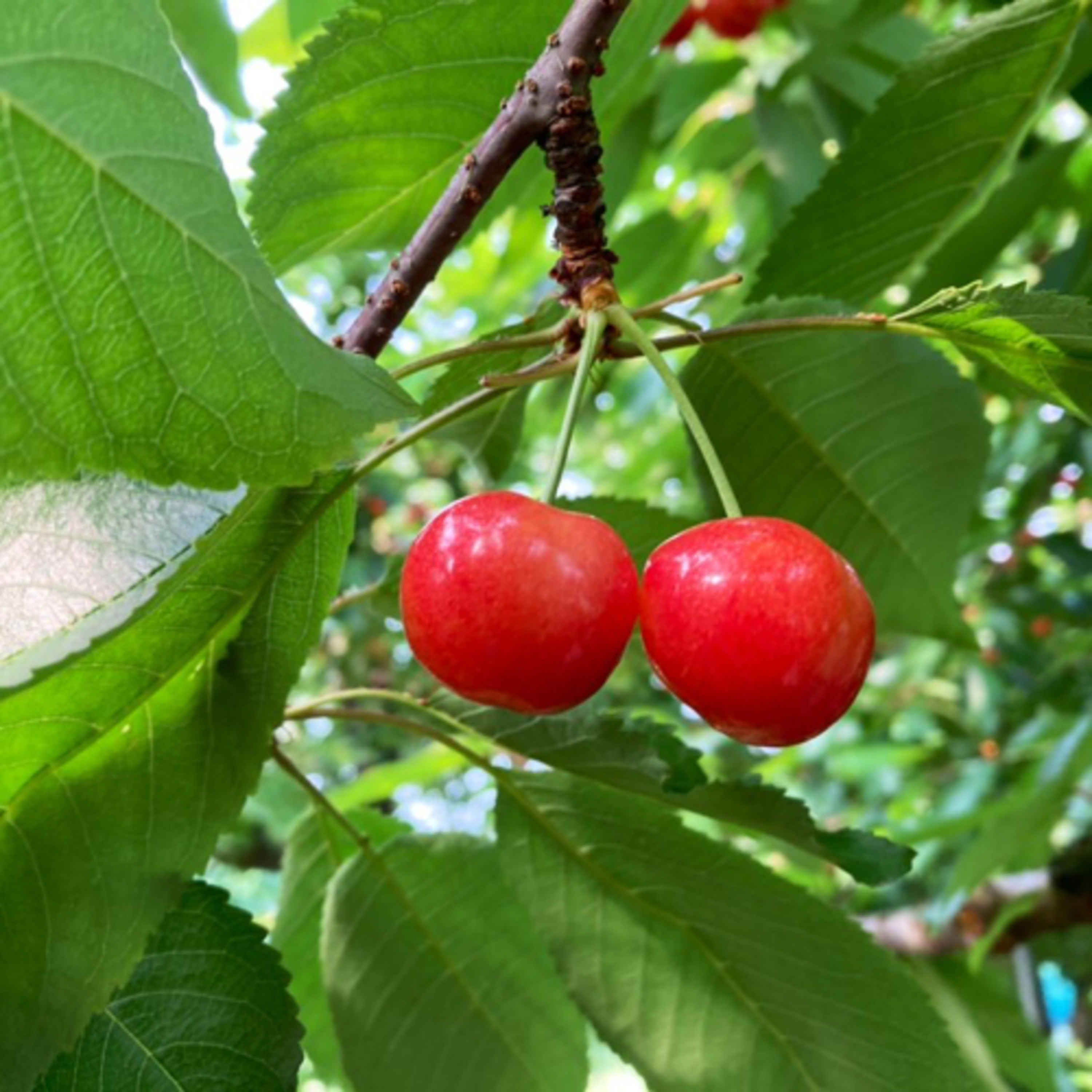 八頭ながラジオ