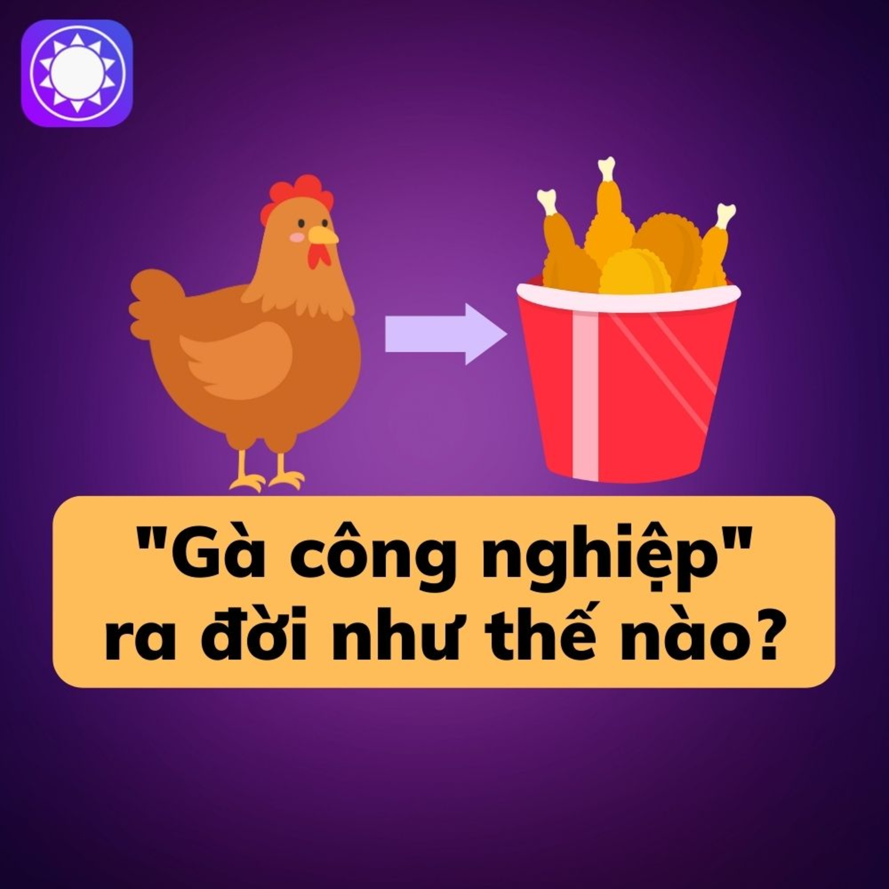Ngành chăn nuôi gà ở Mỹ khởi nguồn từ một sự nhầm lẫn episode artwork