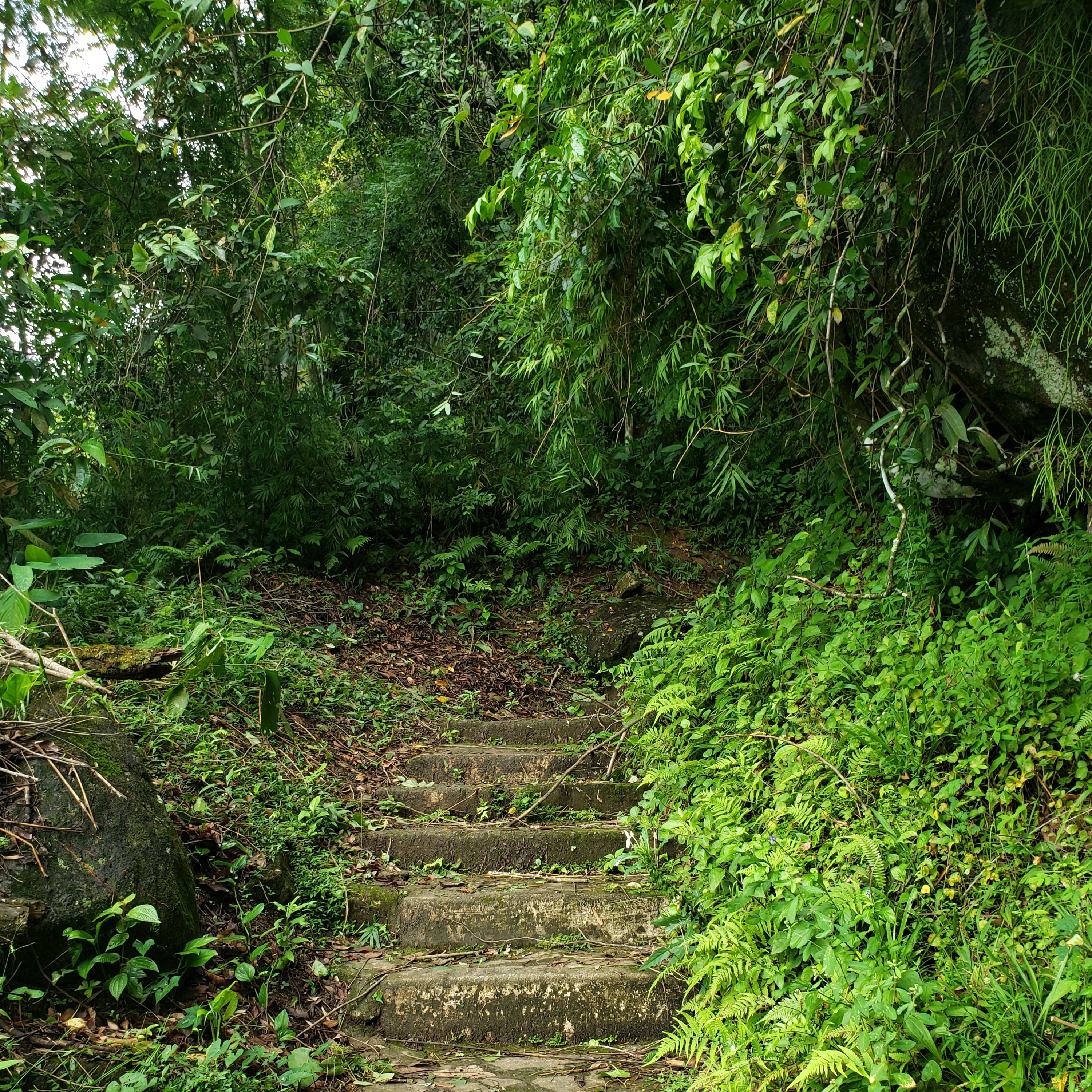 Sapos, grilos e oceano para relaxar e meditar - Frogs, crickets and ocean to relax and meditate