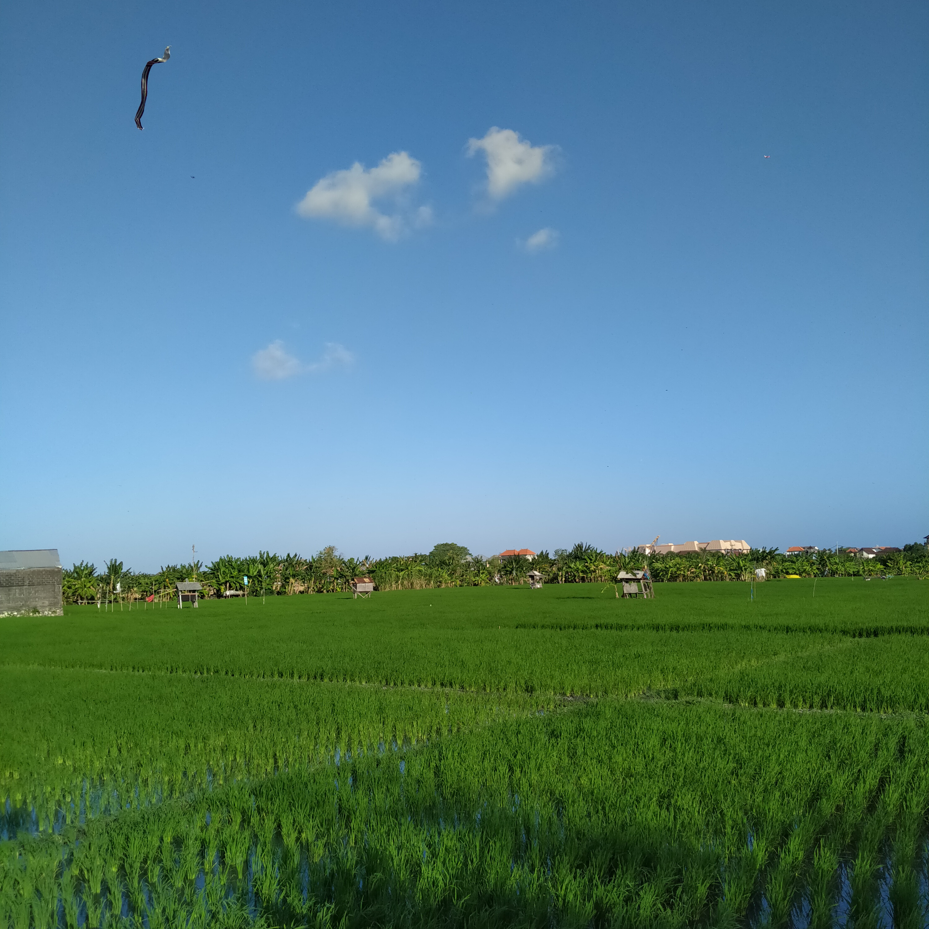 Bapak Dan Sawah