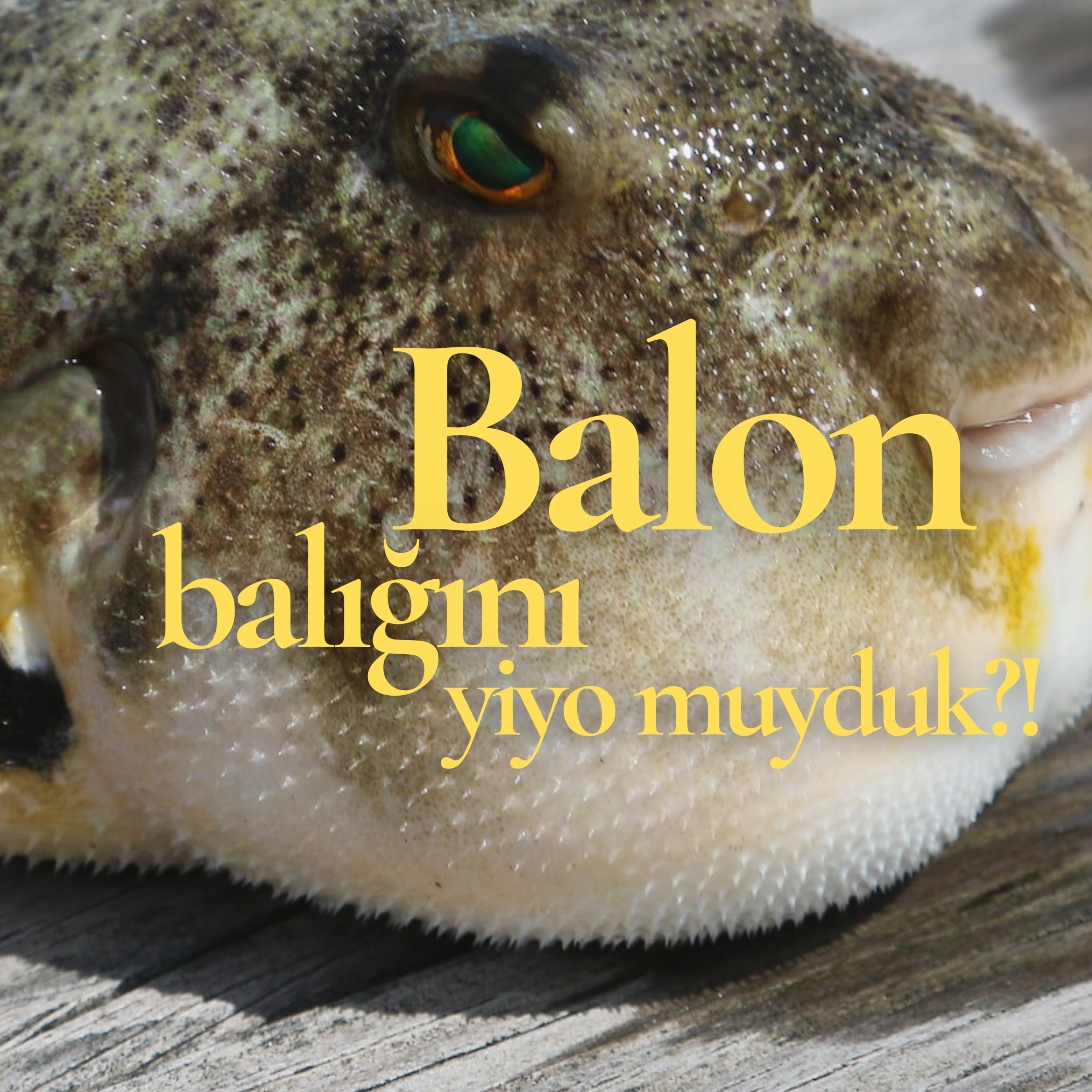 Balon balığını yiyor muyduk?! episode artwork