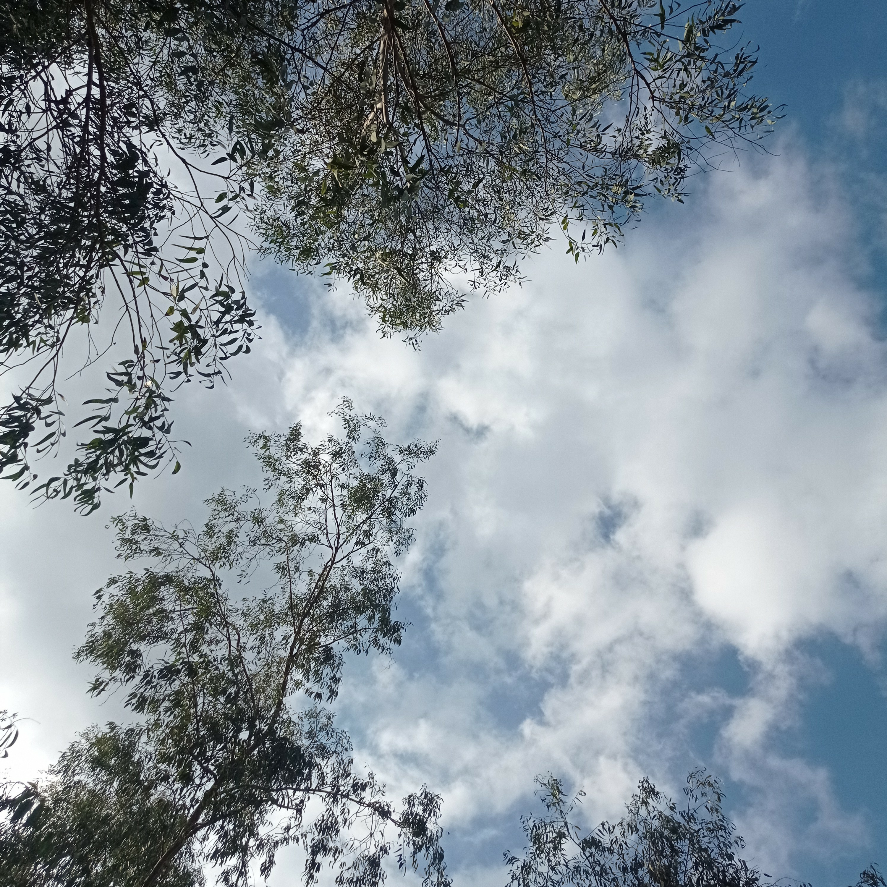 מדיטציית הסכמה מתוך התרגול ב"סנגהא בחורשה"