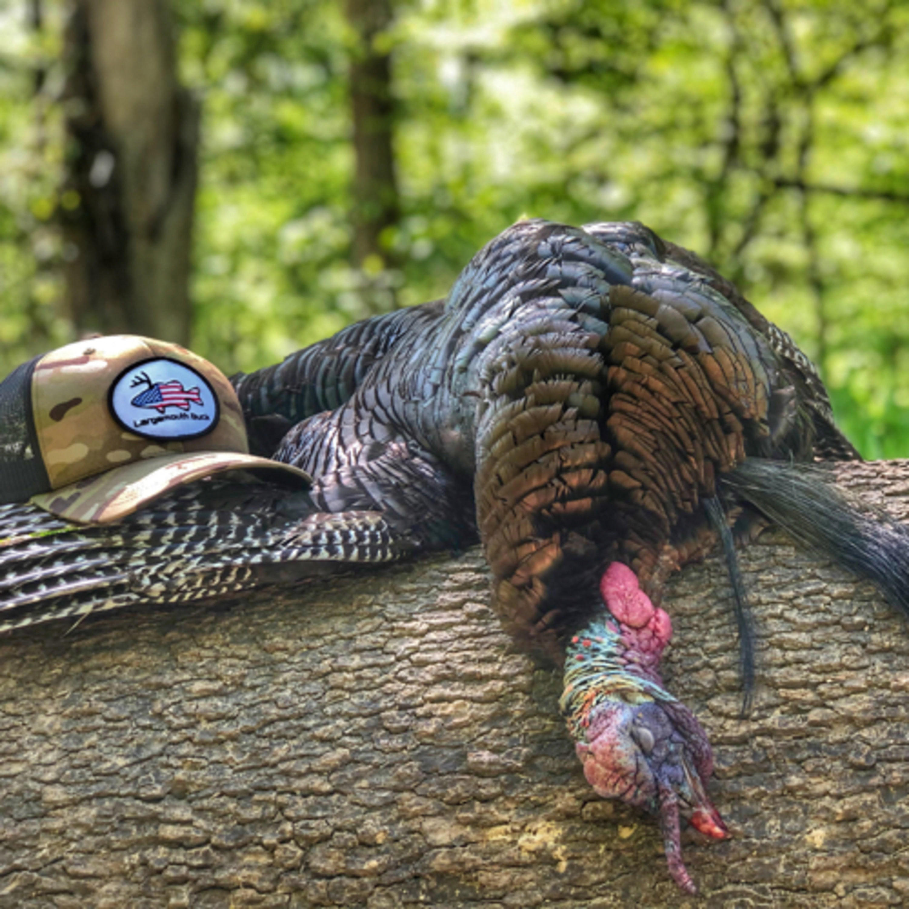 #8 - Turkey Hunting Tips & Tricks For Beginners