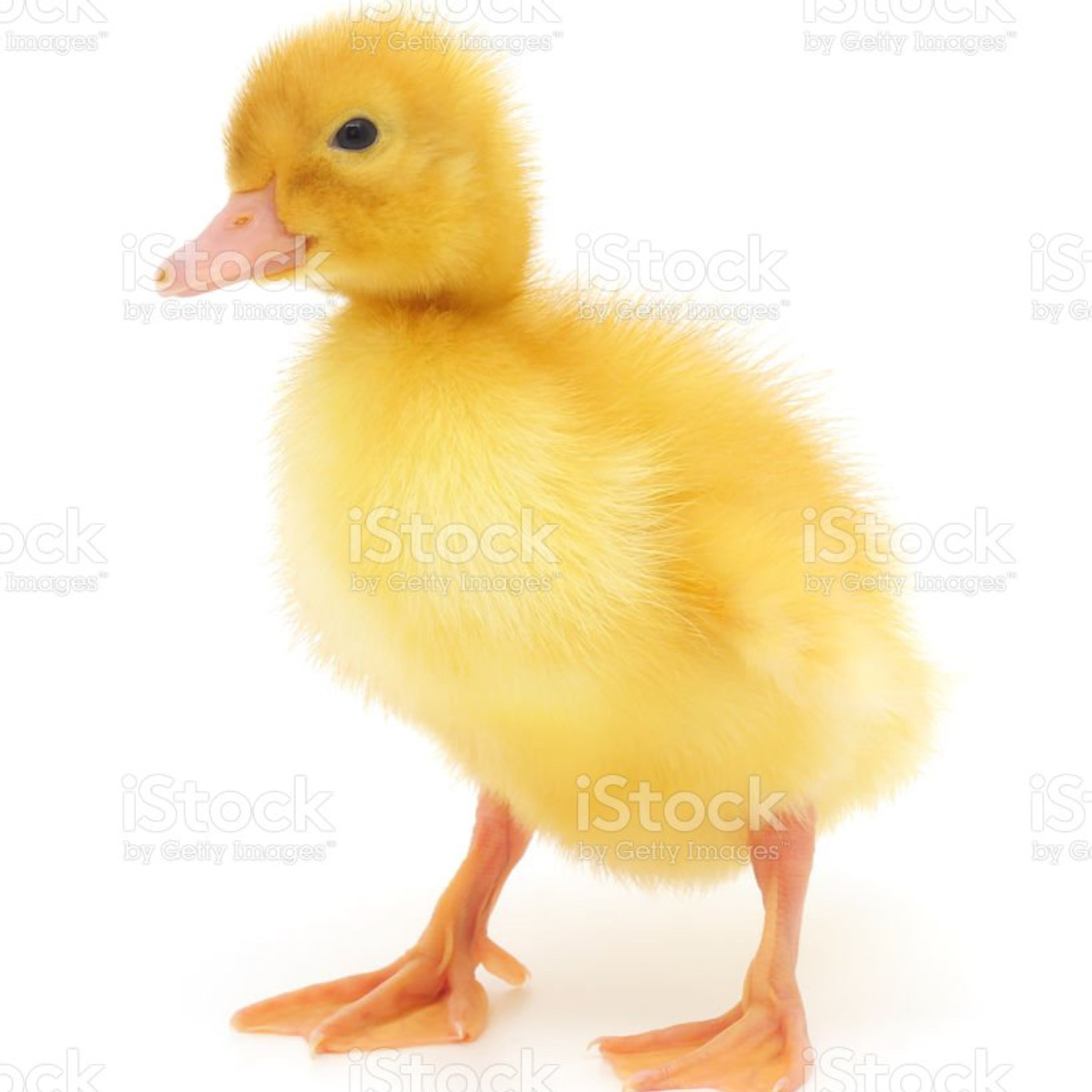 1.79 Tại sao lông của Vịt lại không thấm nước?