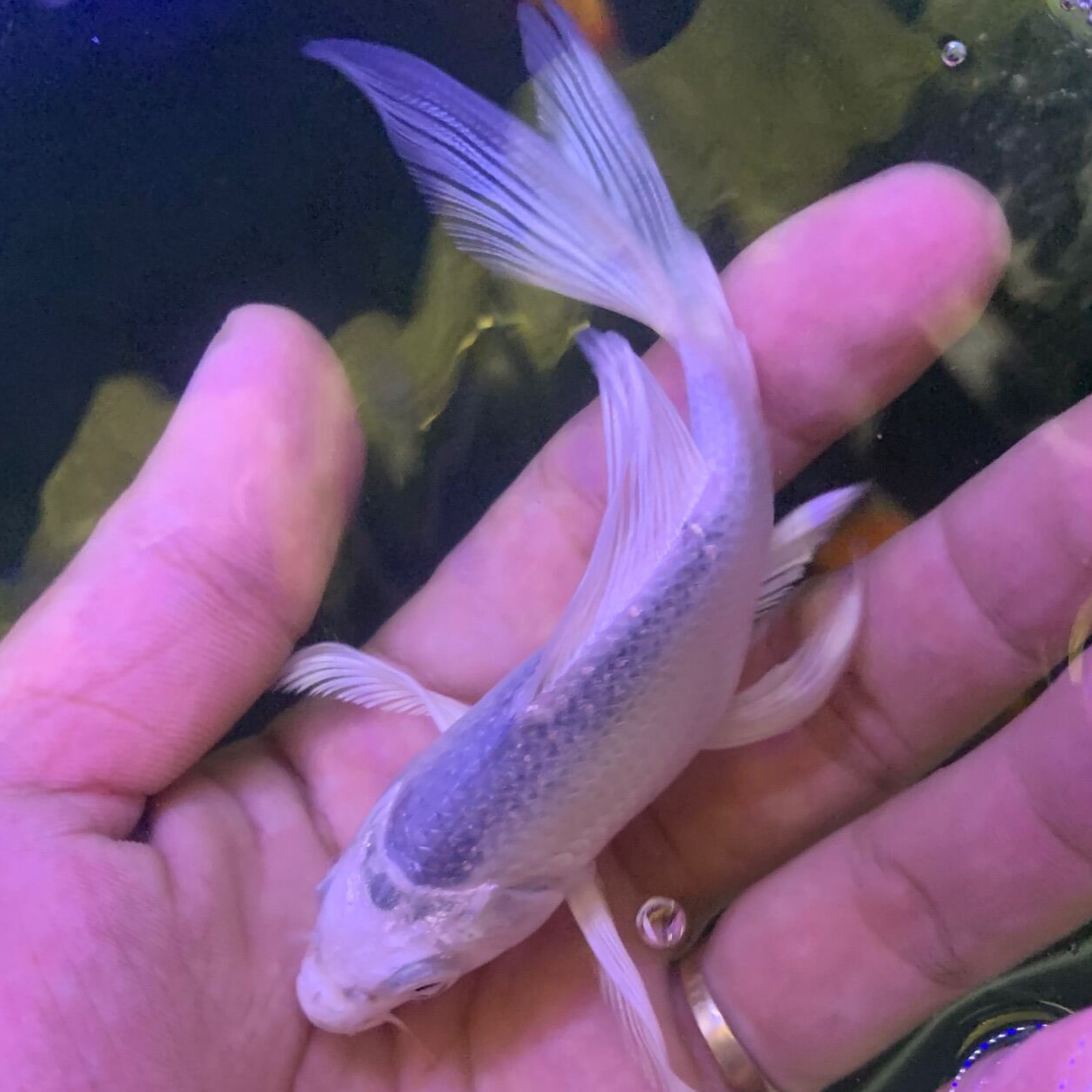1.301 Các hành tinh khác có Đại Dương không?