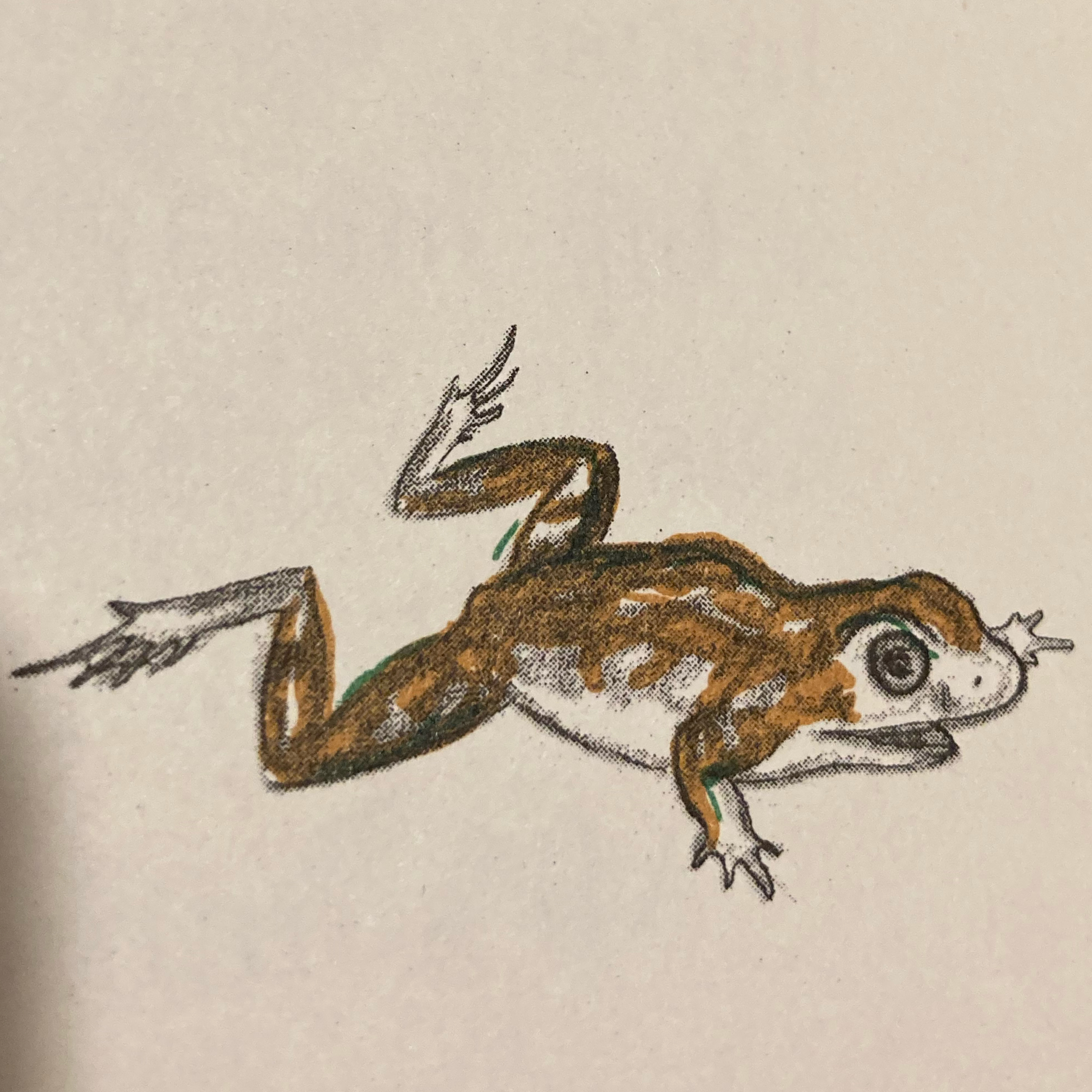 “Bufo: the life of a toad” Great story about a toad’s life from egg to adult.  episode artwork