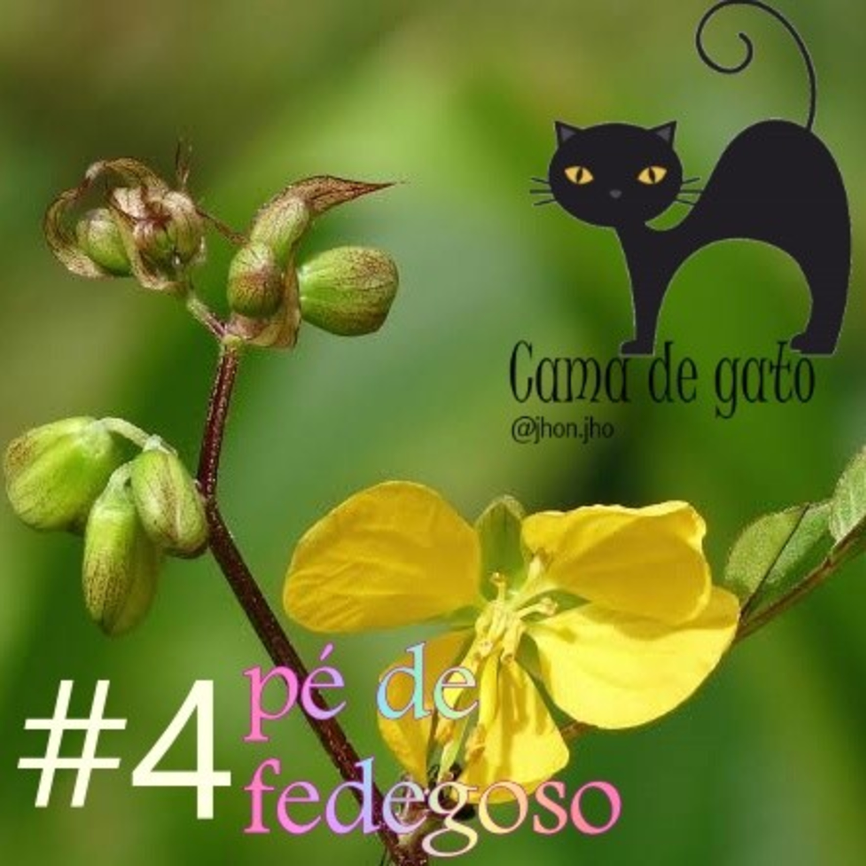 #4. "PÉ DE FEDEGOSO" episode artwork