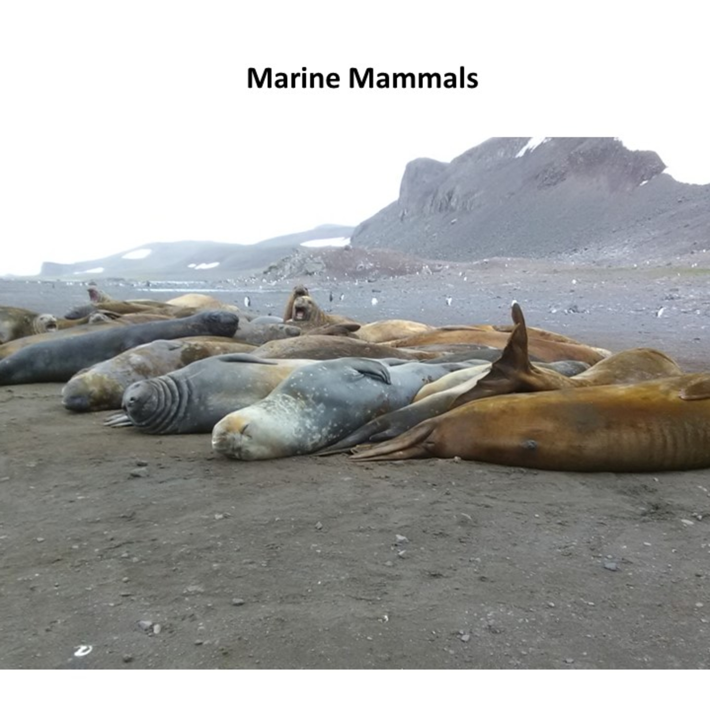 All about Antarctica