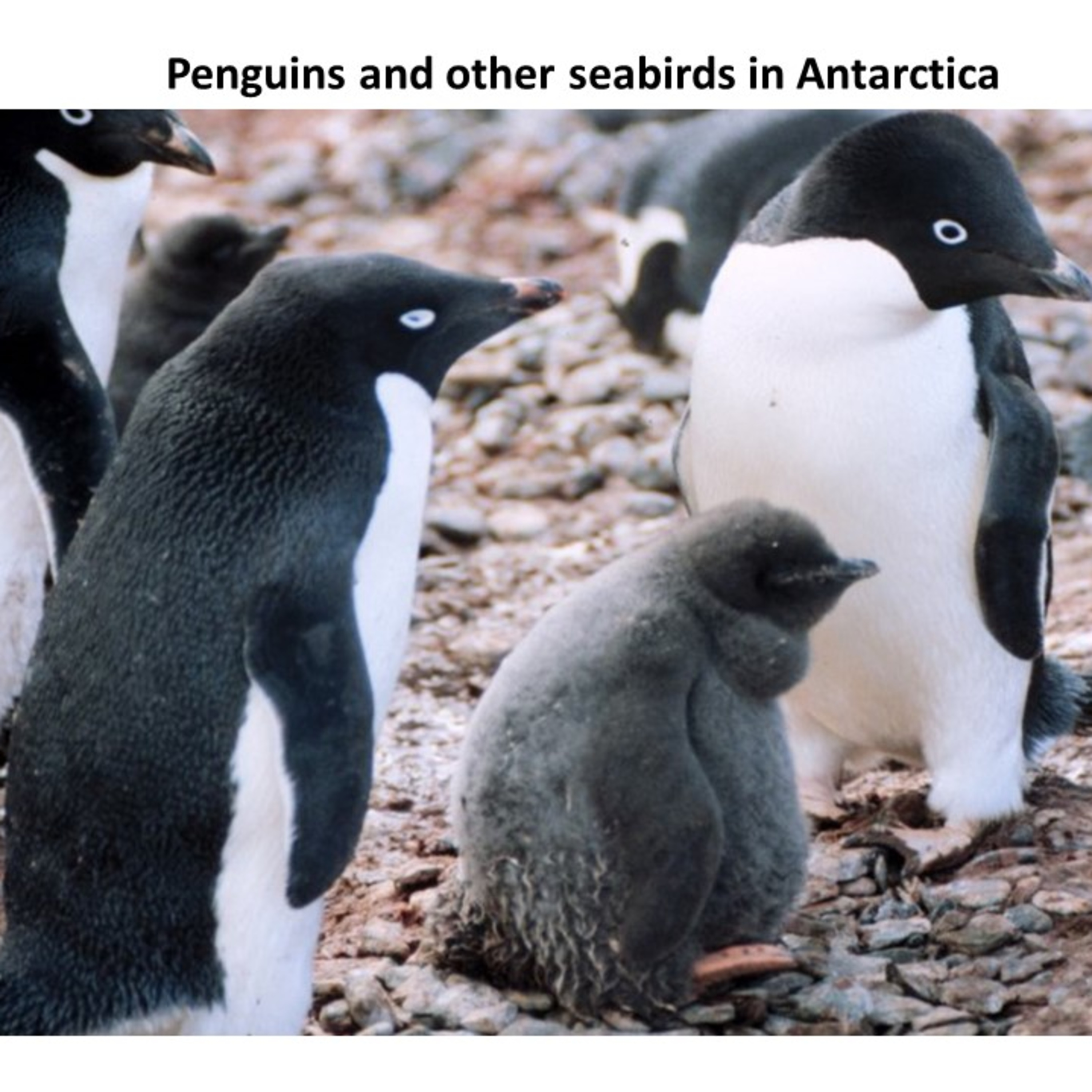 All about Antarctica