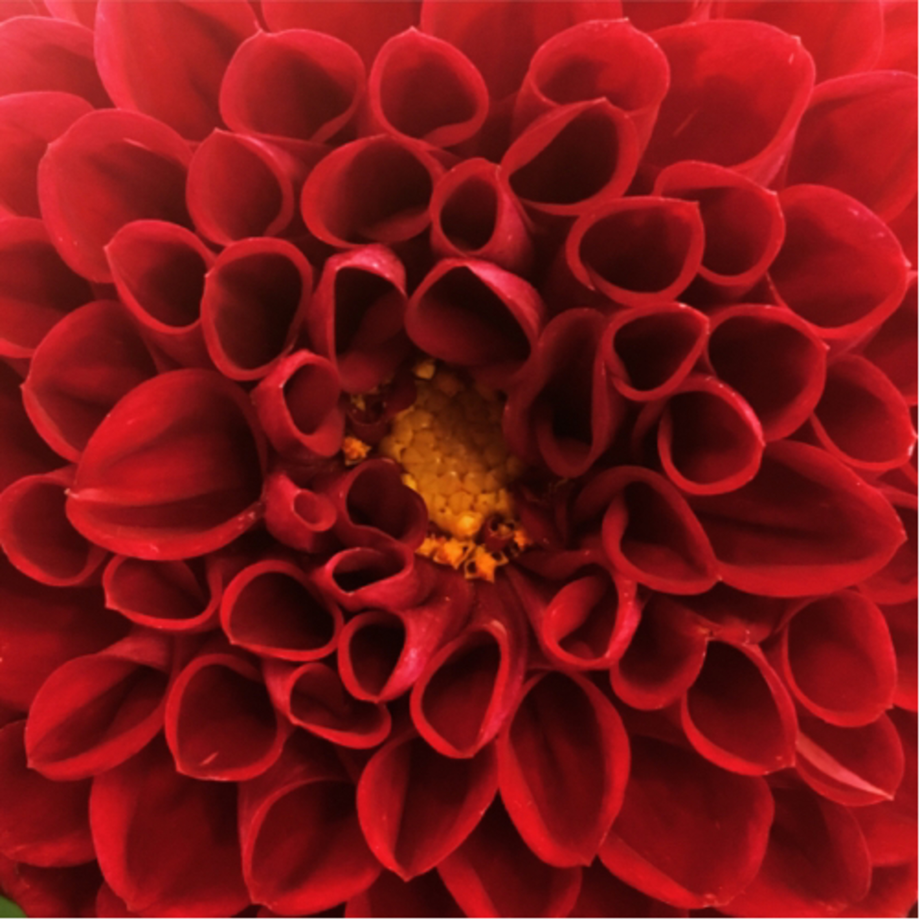 DIVINE PULSATION episode artwork