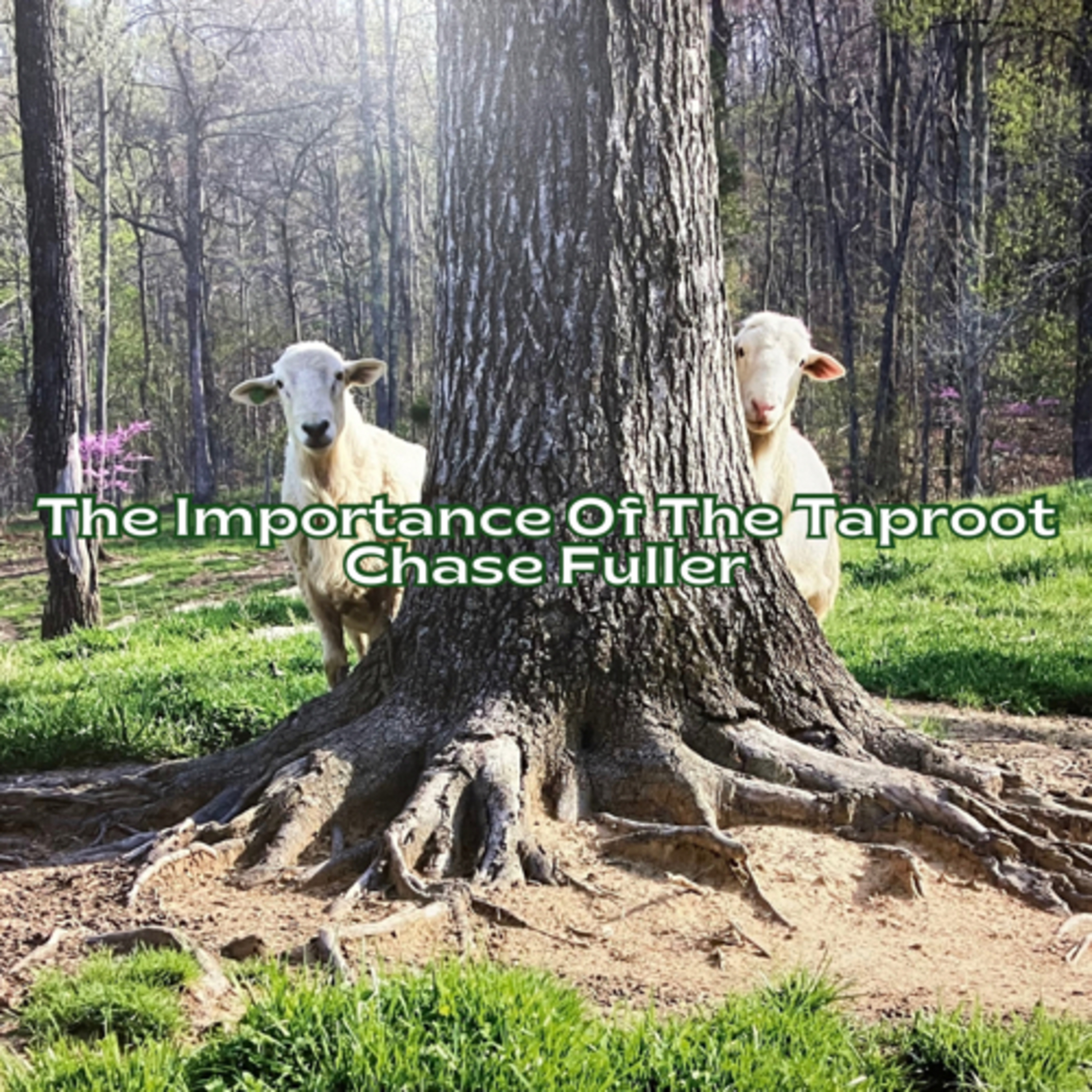 The Importance Of The Taproot Background - Chase Fuller episode artwork