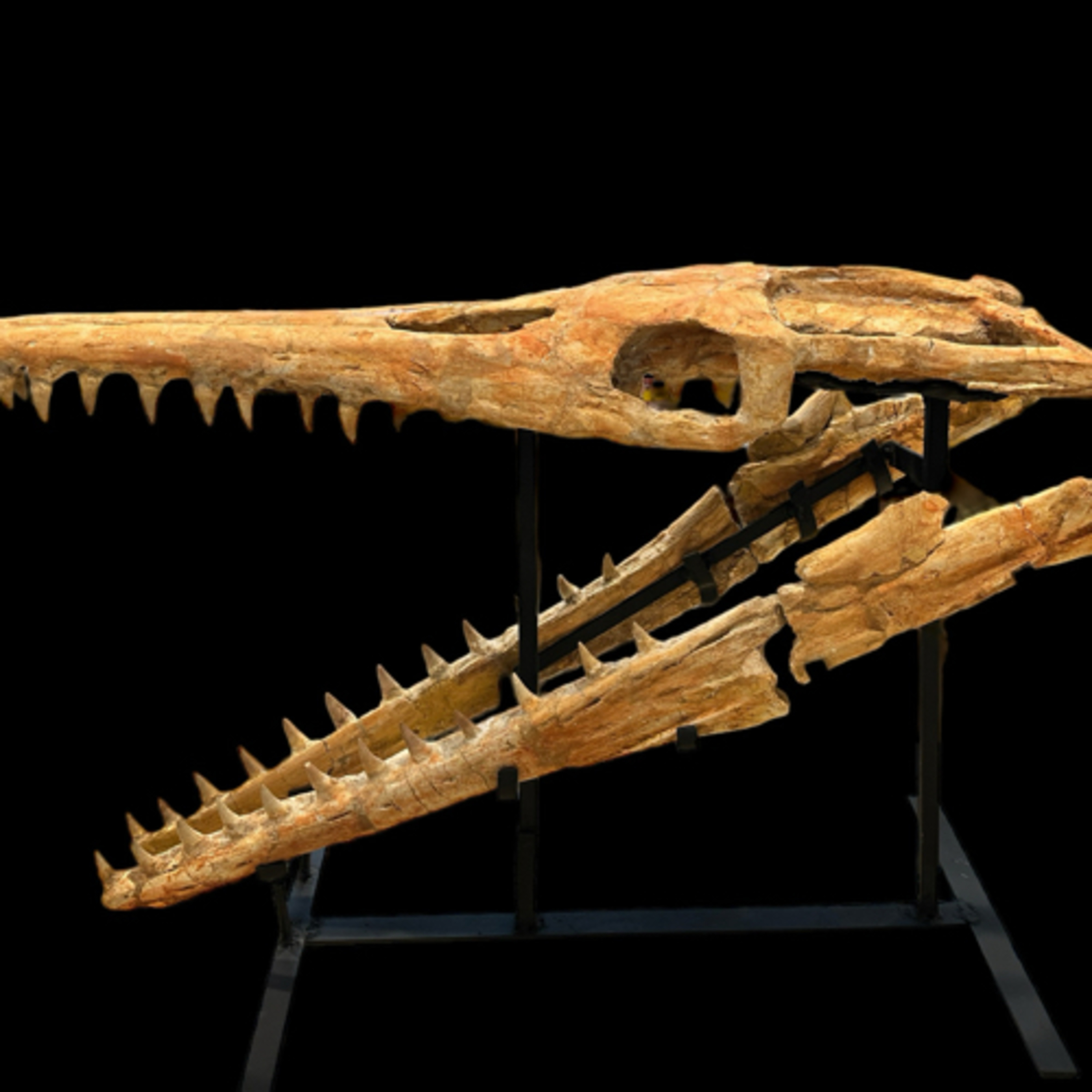 Mosasaurs episode artwork