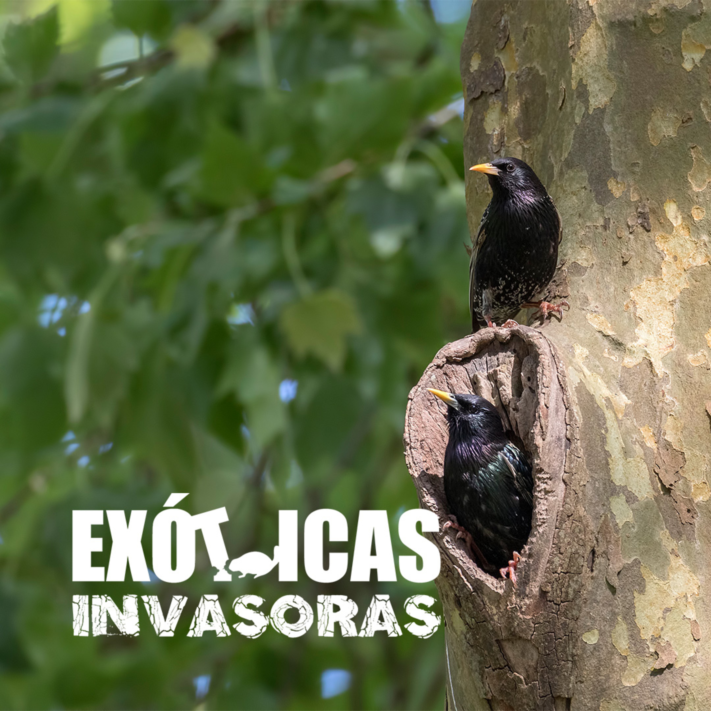 Especies Exóticas Invasoras