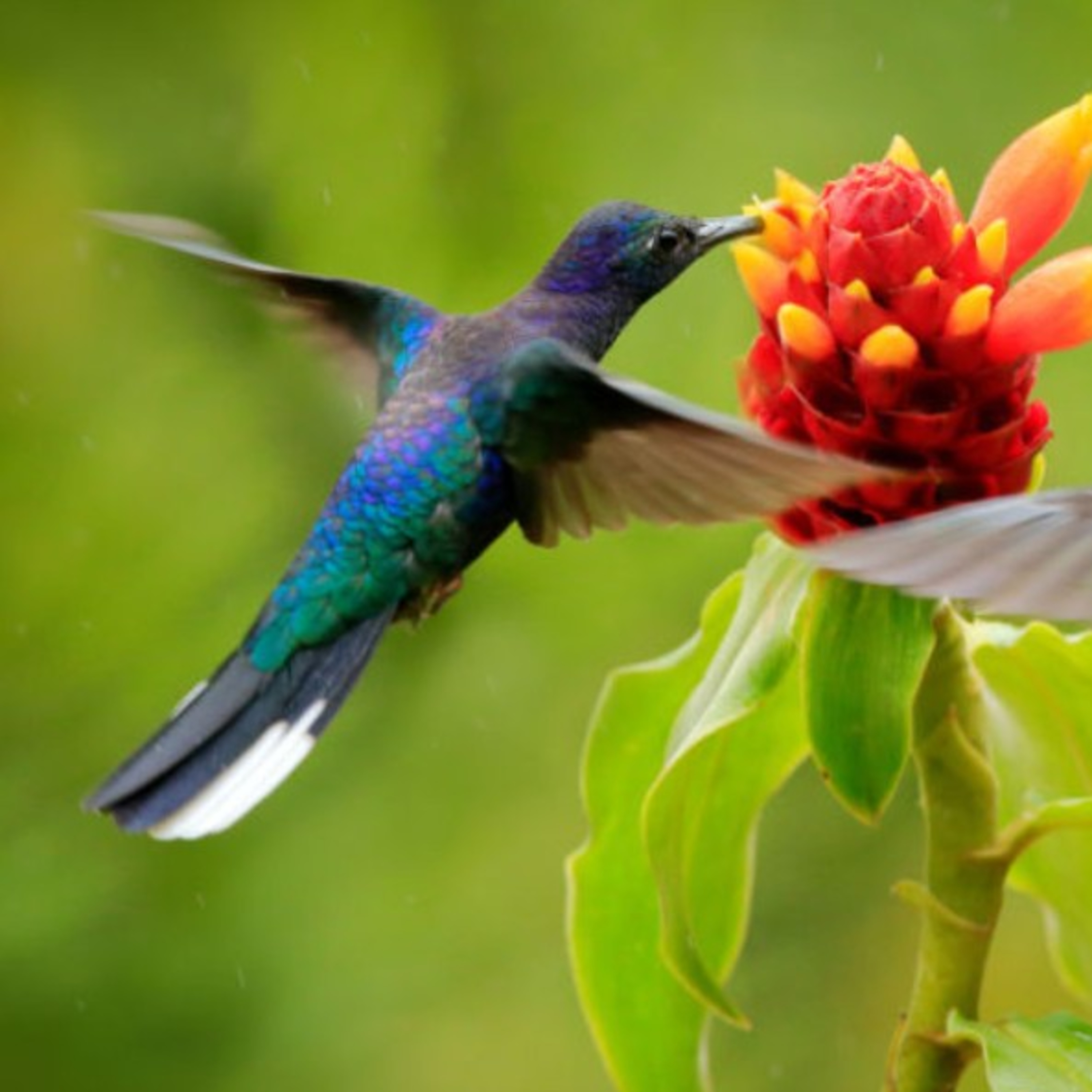 Leyenda maya del colibrí 3 episode artwork