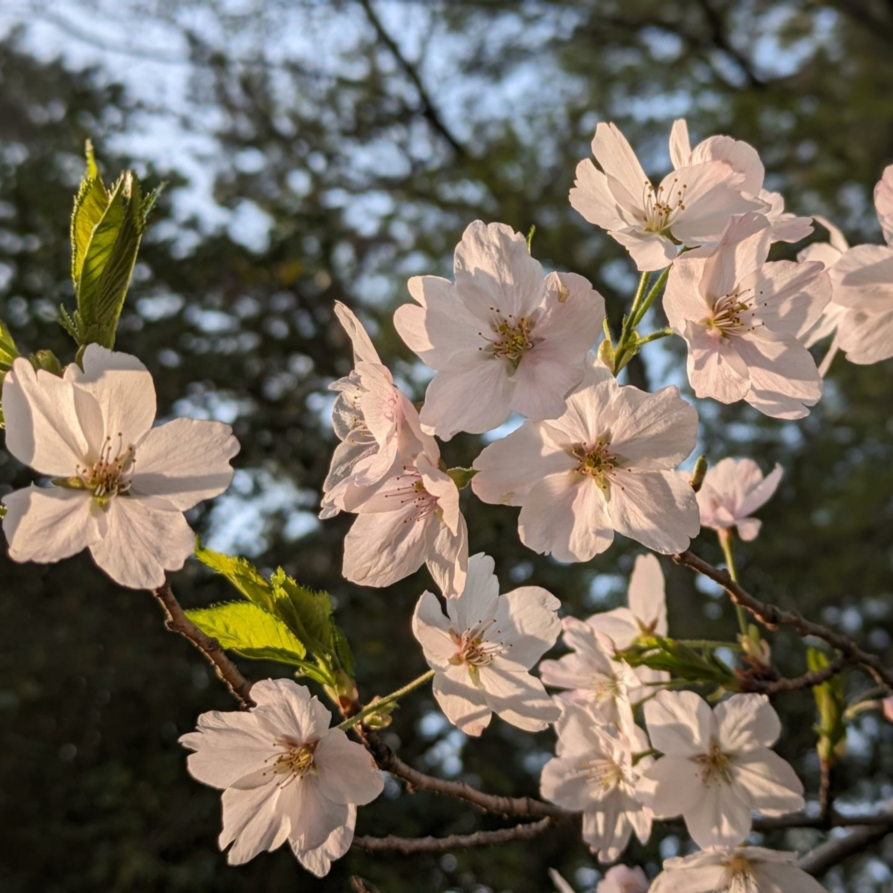 #46 愛媛県の桜 (陽光桜） episode artwork
