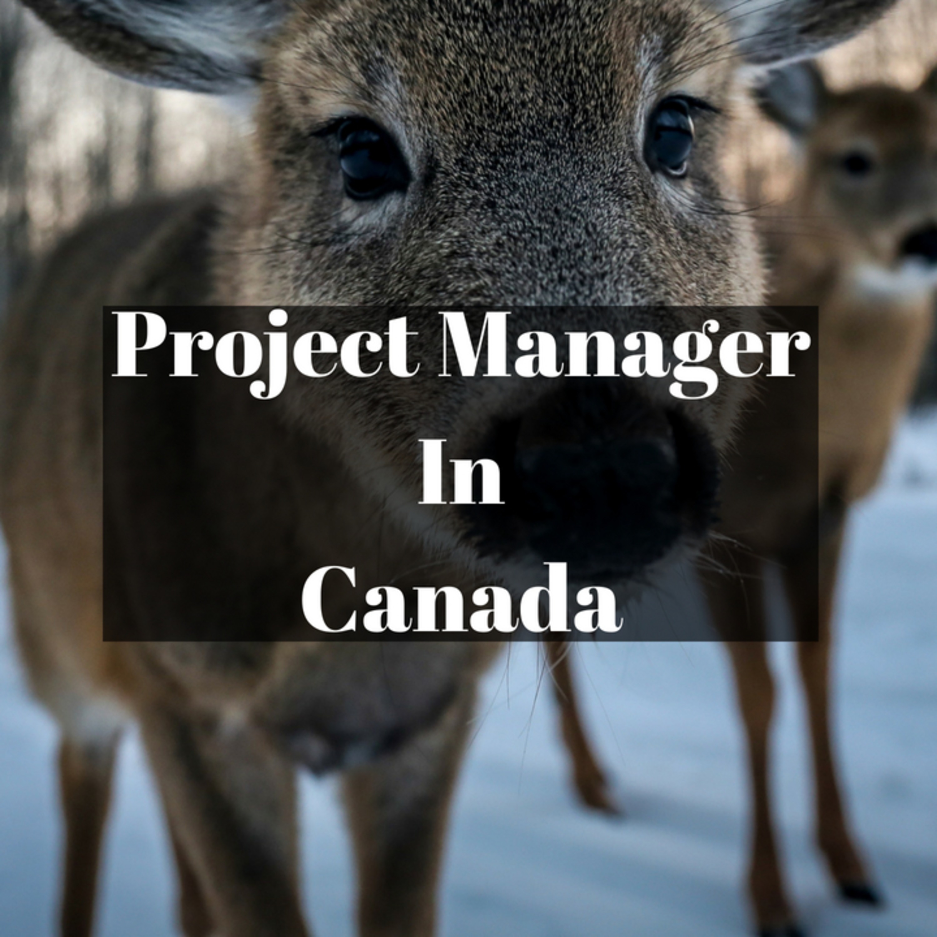Vendor Project Manager In Canada - Breaking into industry episode artwork