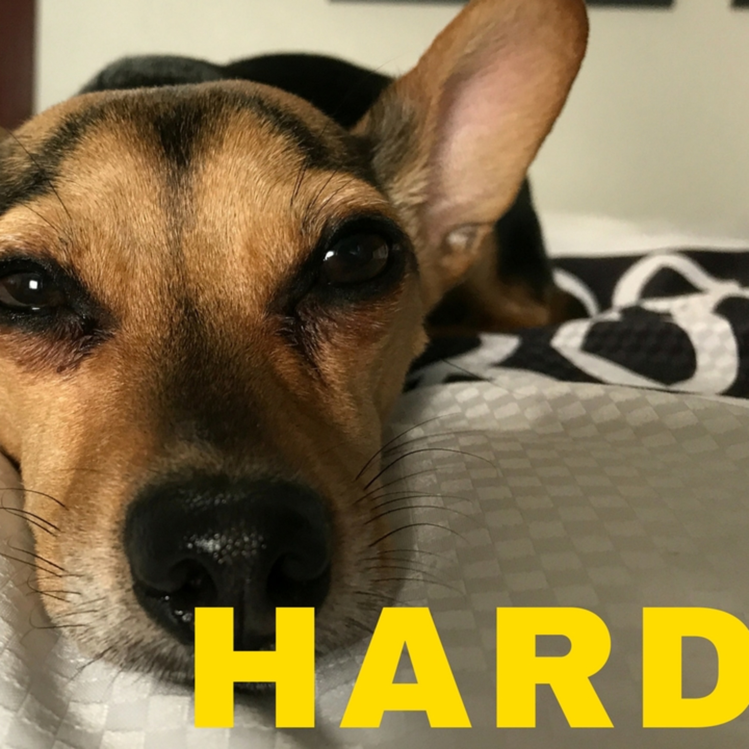 Why Is It So Hard To Be A Clinical Research Associate? episode artwork