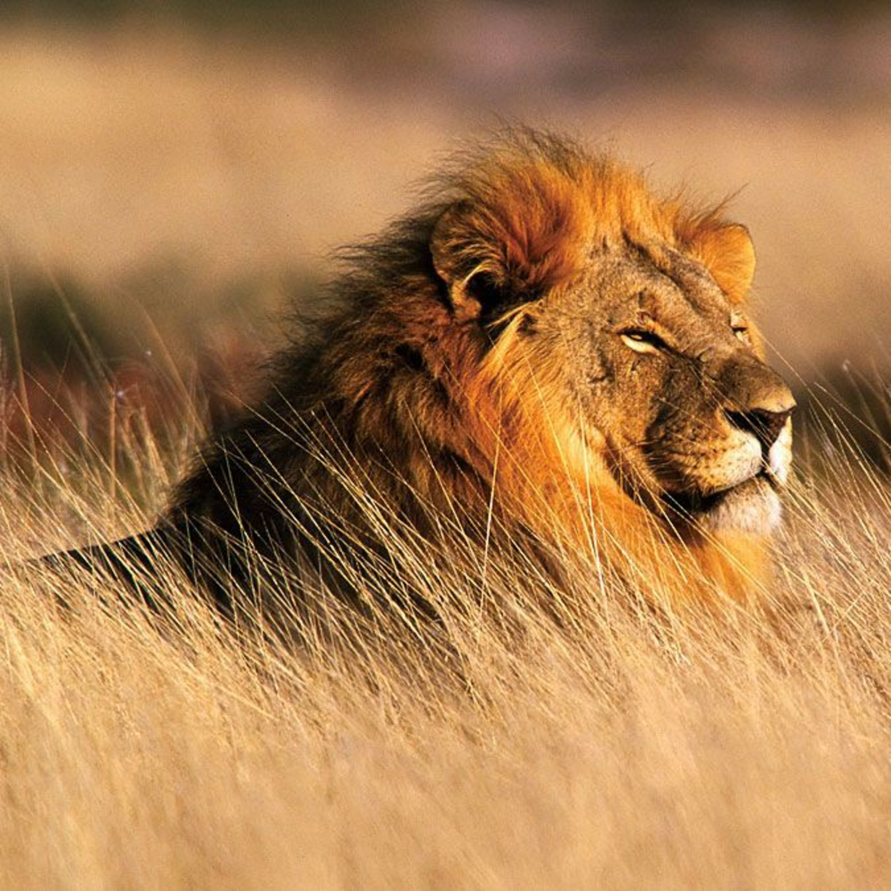 EP 108 - What makes a Lion the King of the Jungle episode artwork