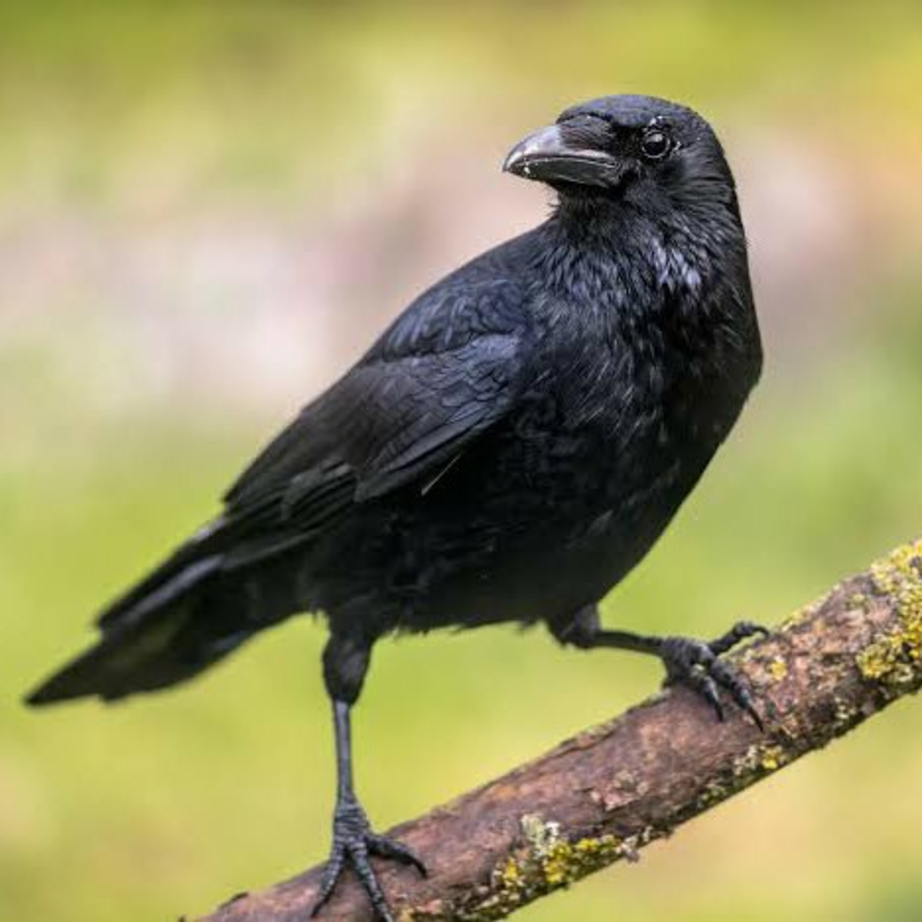EP 113 -A crow that understood what life is all about episode artwork
