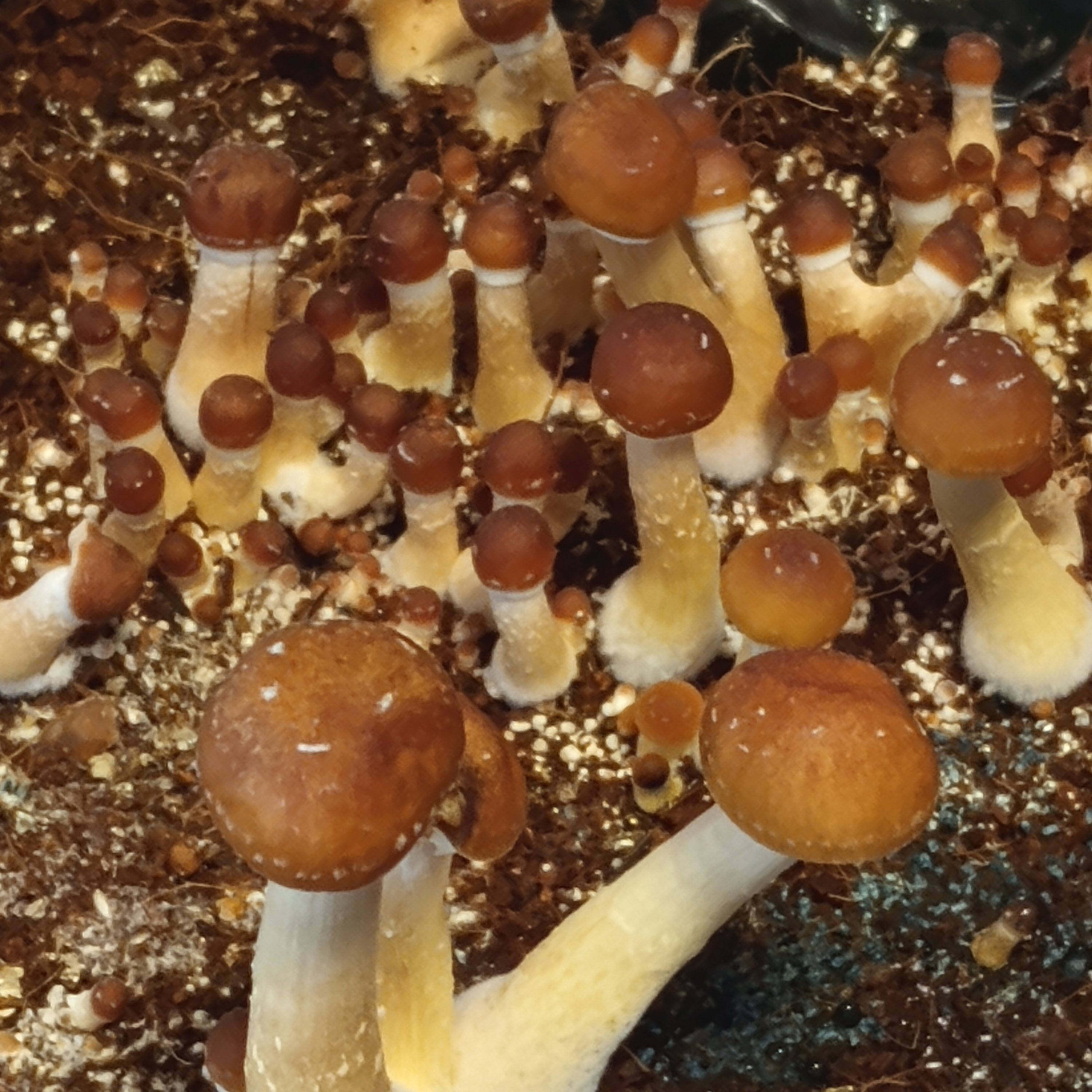 Magic mushrooms  episode artwork