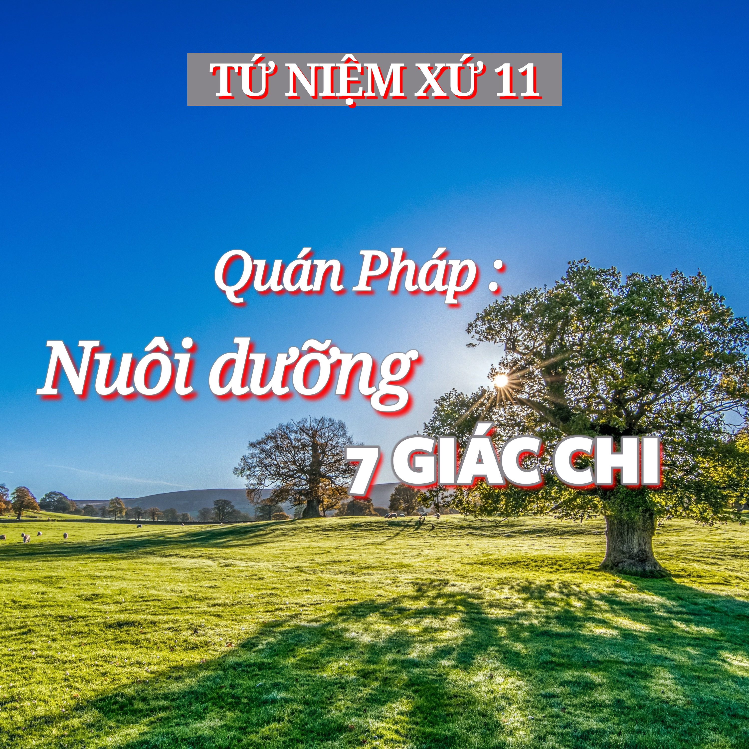 11/14. Quán Pháp | Nuôi dưỡng 7 GIÁC CHI - ĐĐ. Thích Toàn Thiện episode artwork