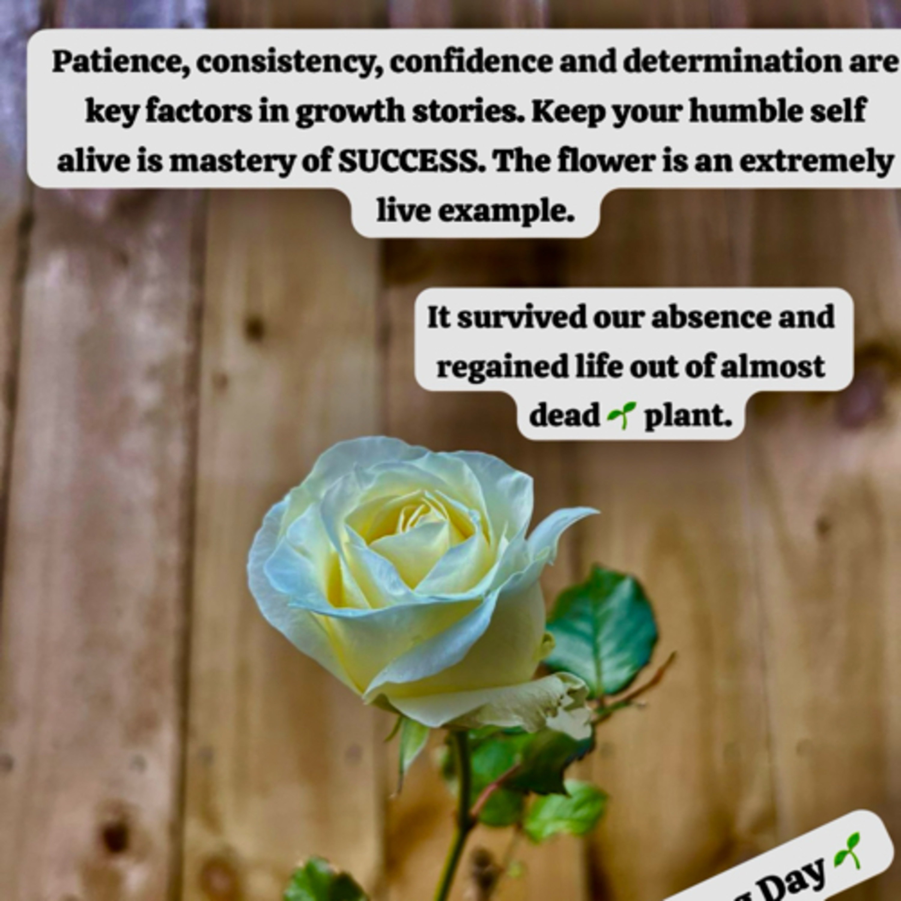 Life of Rose flowers plant