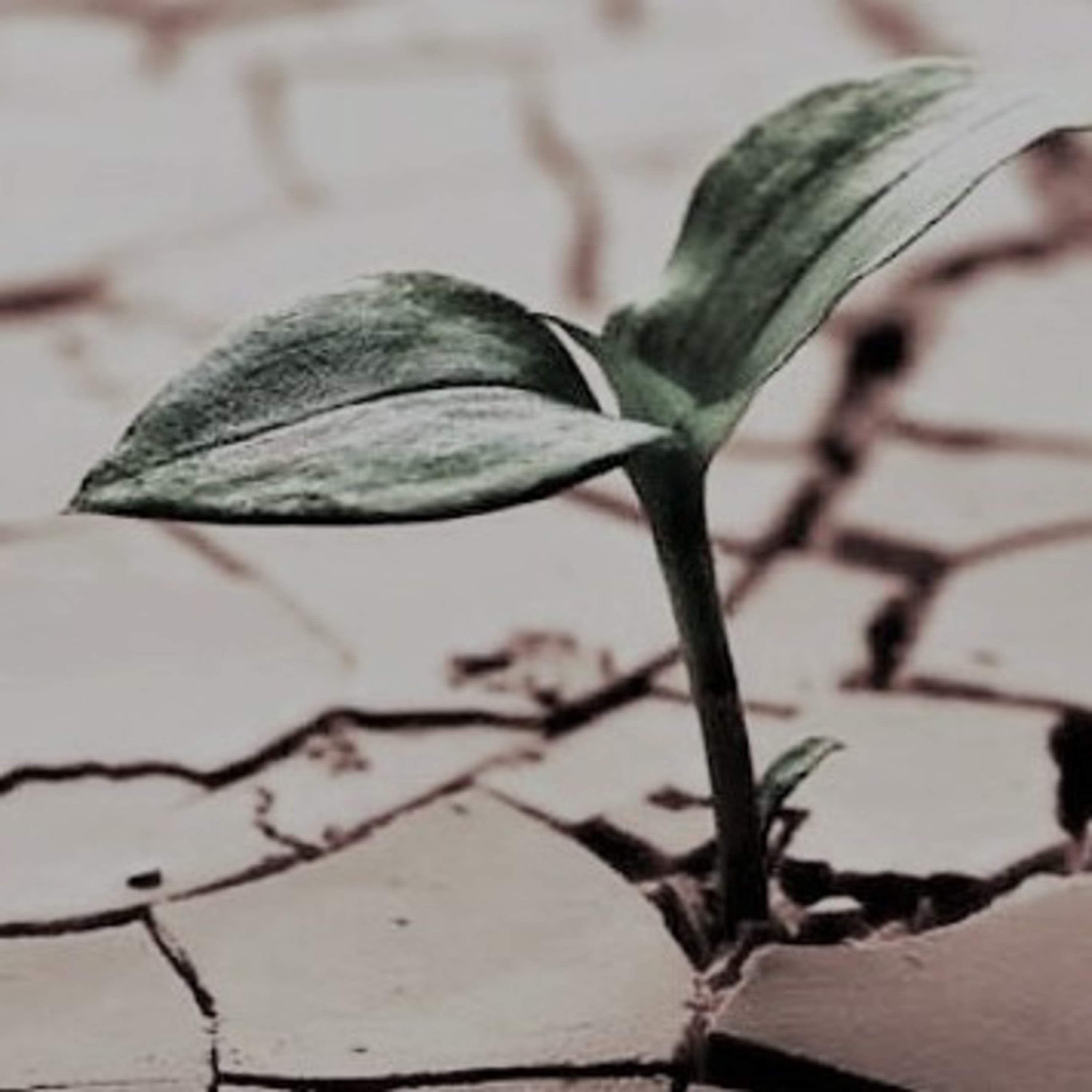 El Adulto que el niño y el adolescente necesitan
