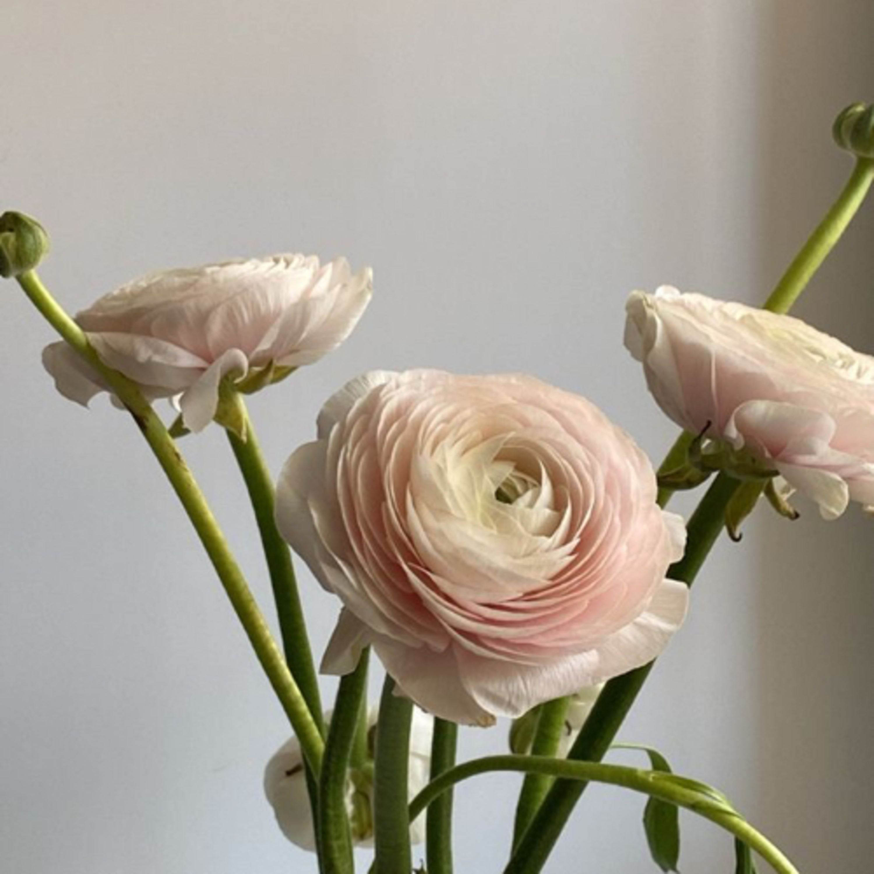 Bige ile Dişil Varoluş