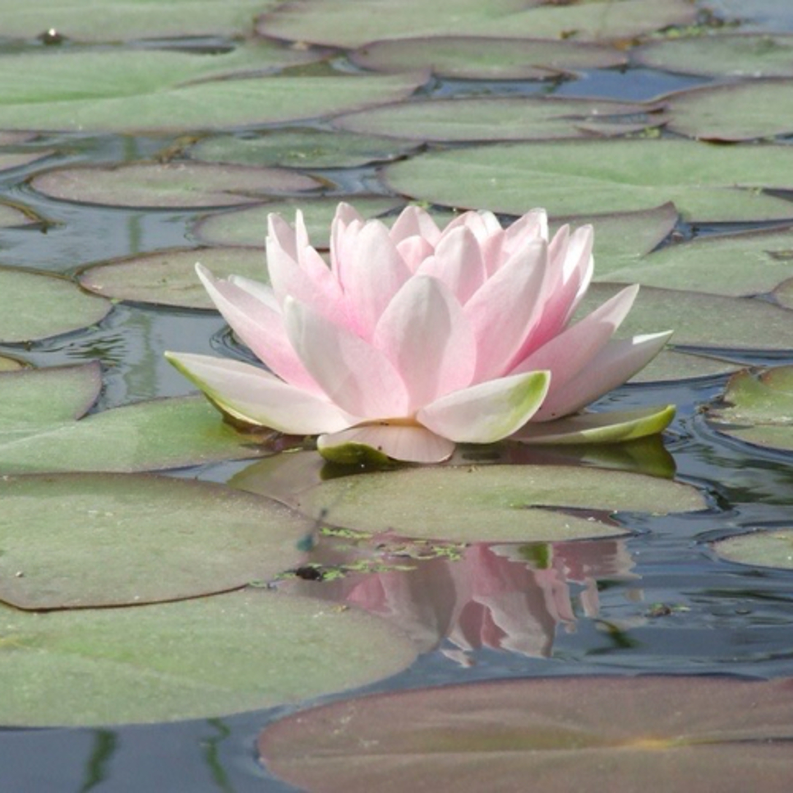 Bige ile Dişil Varoluş