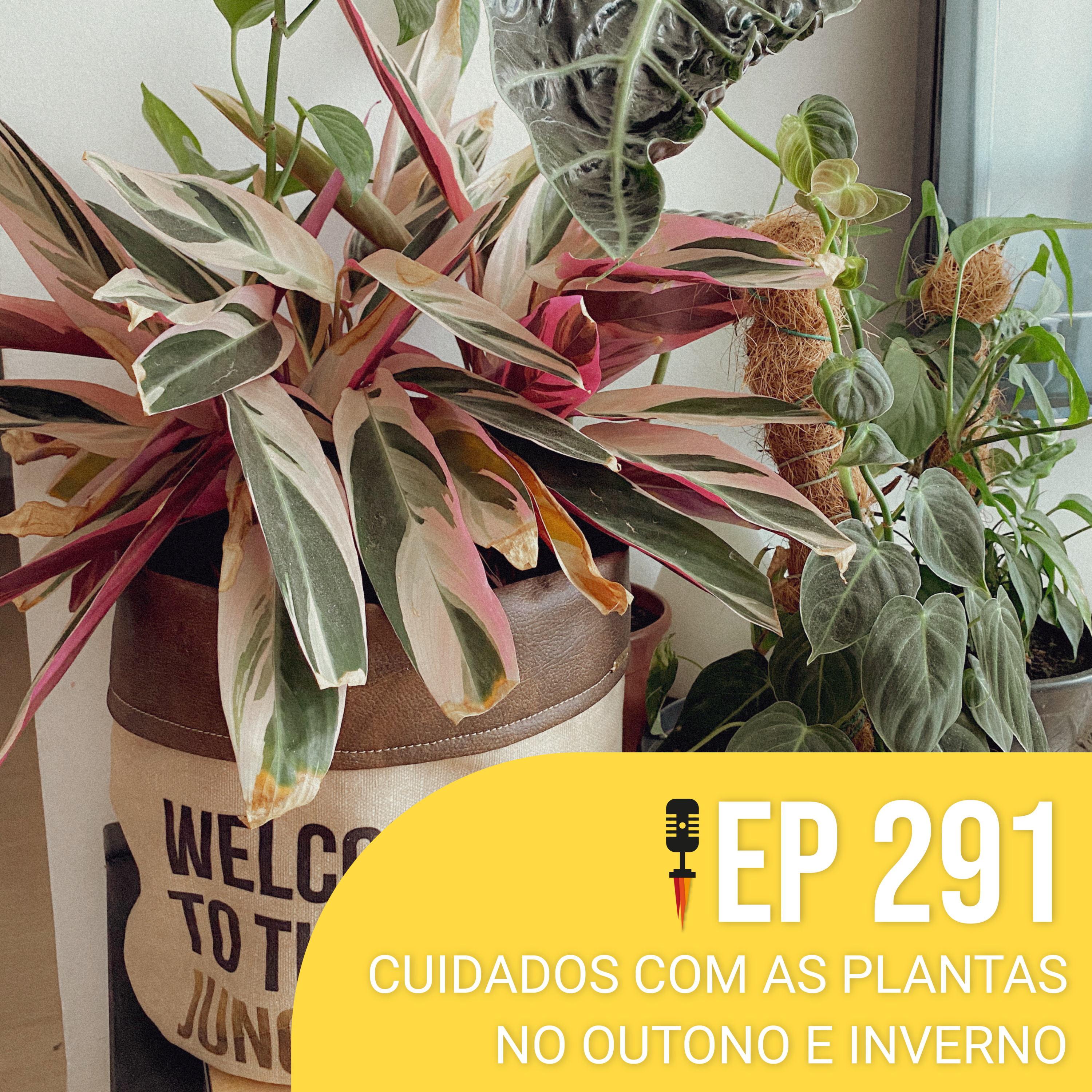 #291 - Cuidados com as Plantas no Outono e Inverno - Rapidão Casa episode artwork