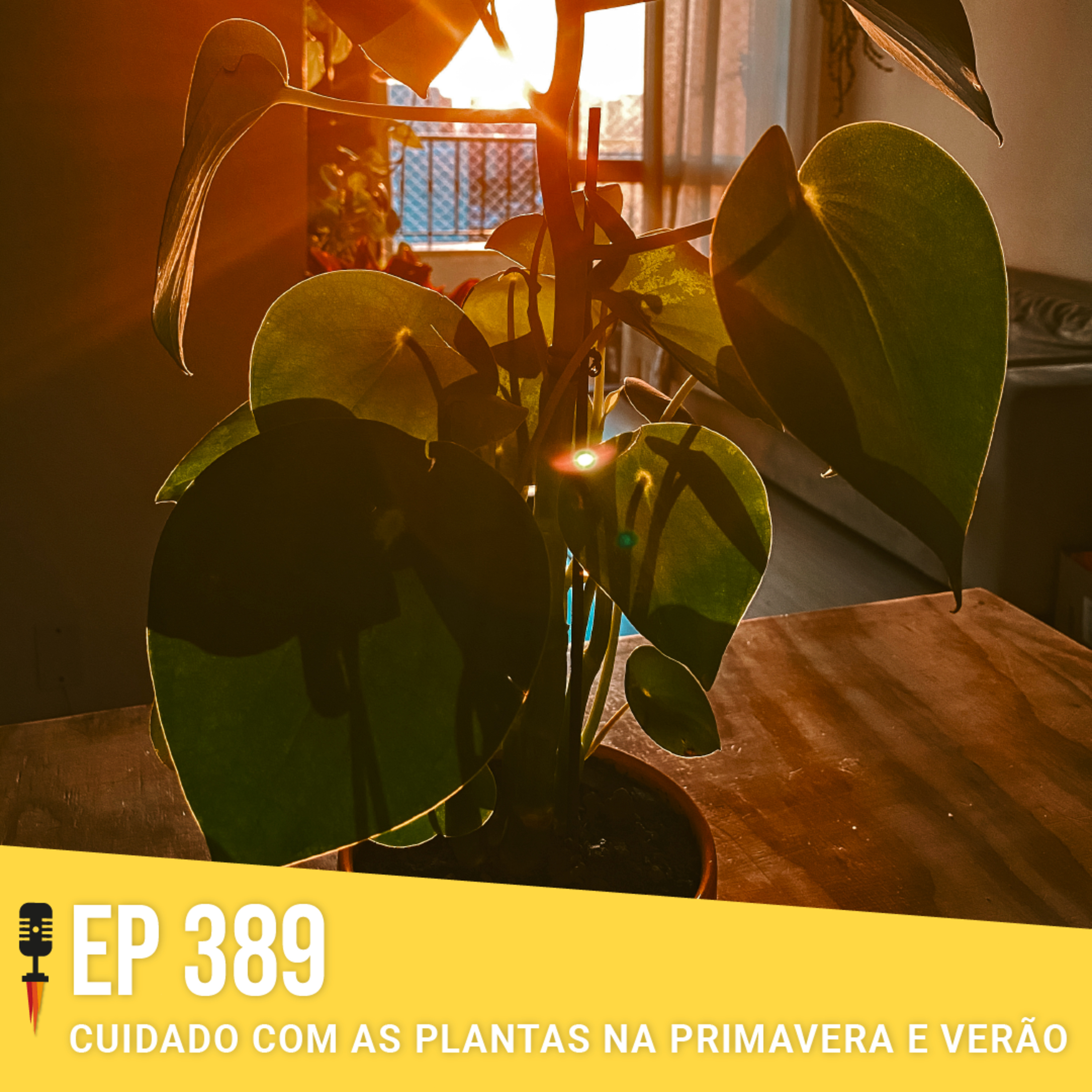 #389 - Cuidados com as plantas na Primavera e Verão - Rapidão Casa
