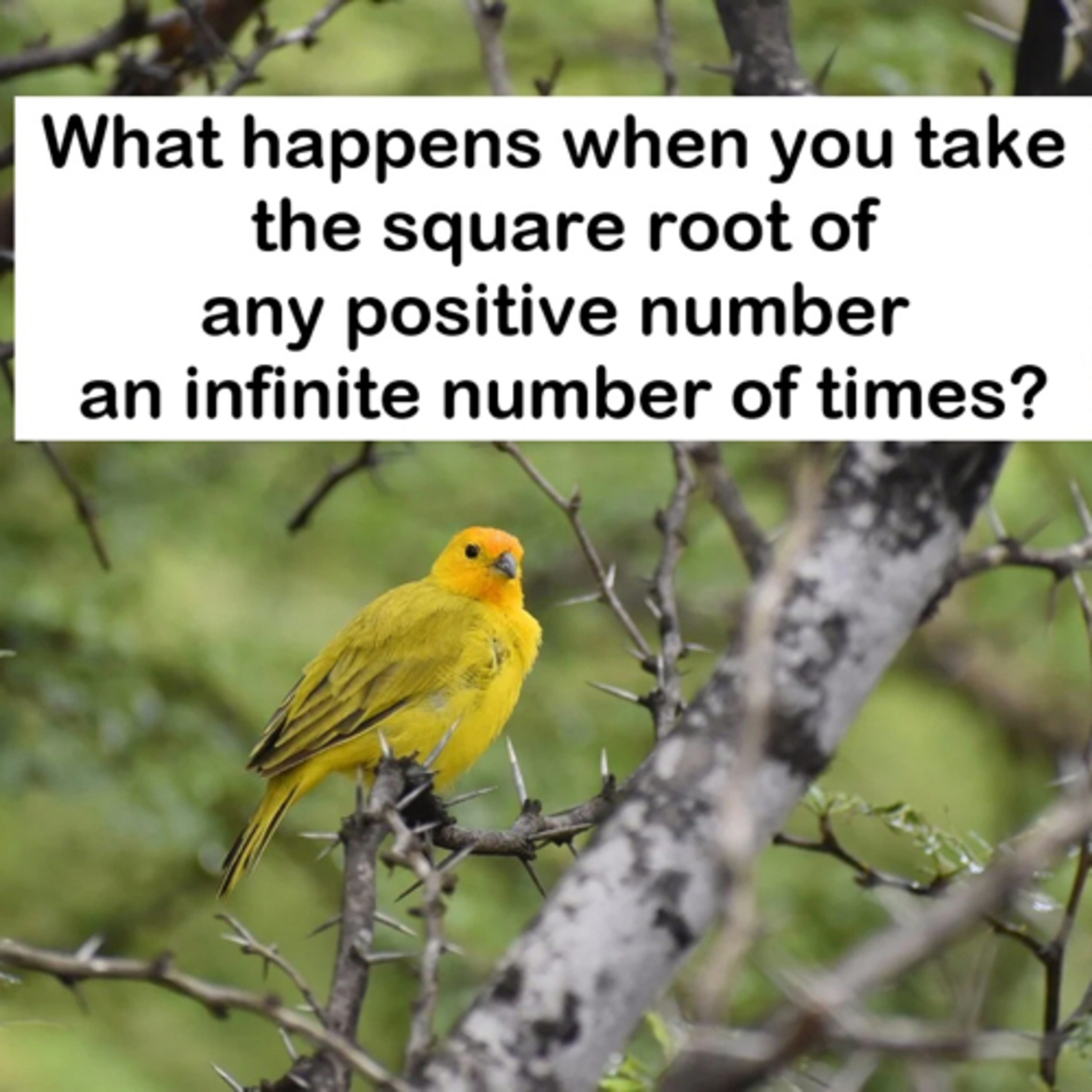 Infinite Square Root Fun  episode artwork